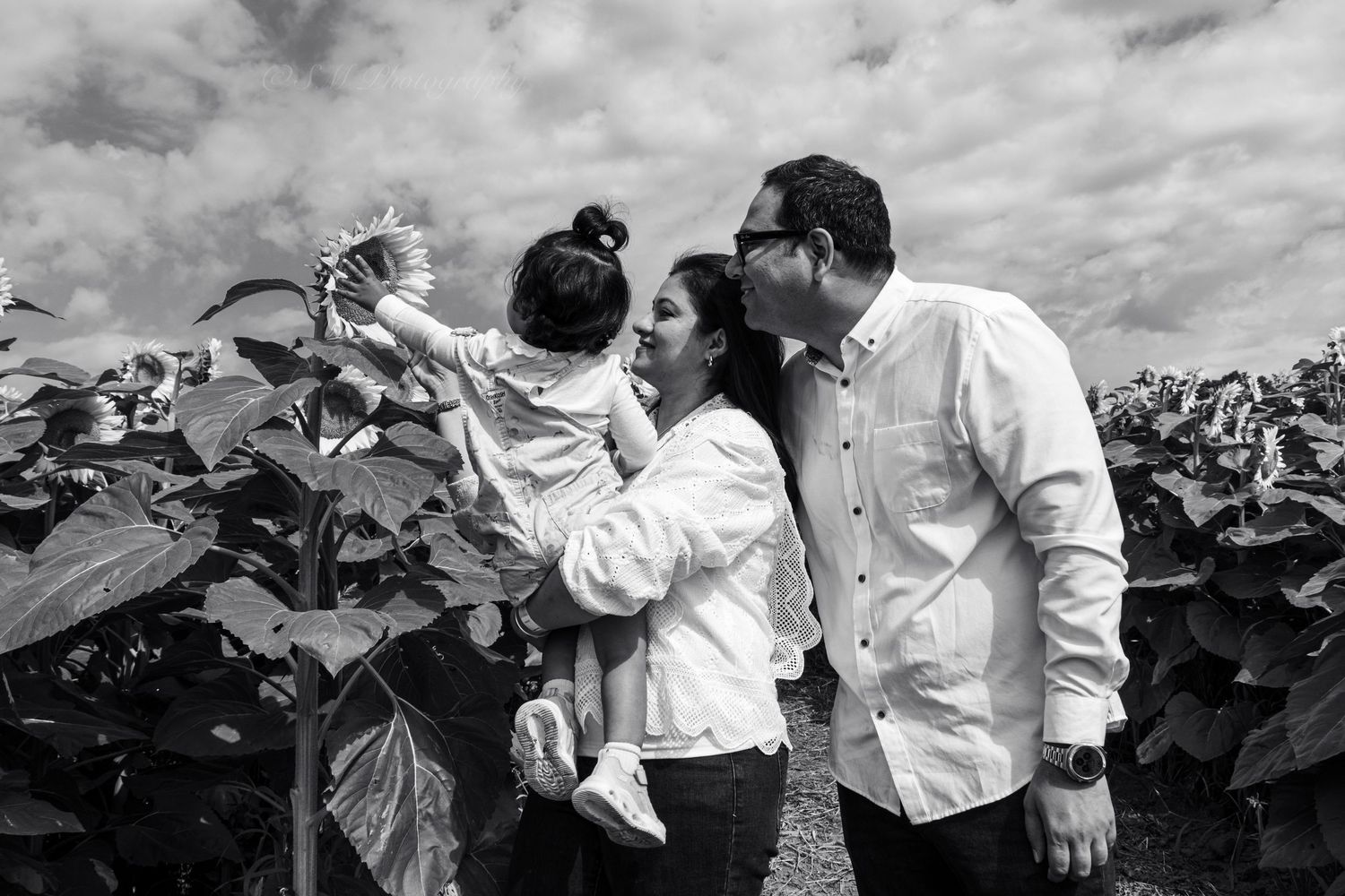 Black and white family photo of parents kissing baby holding sunflower in a sunflower field.