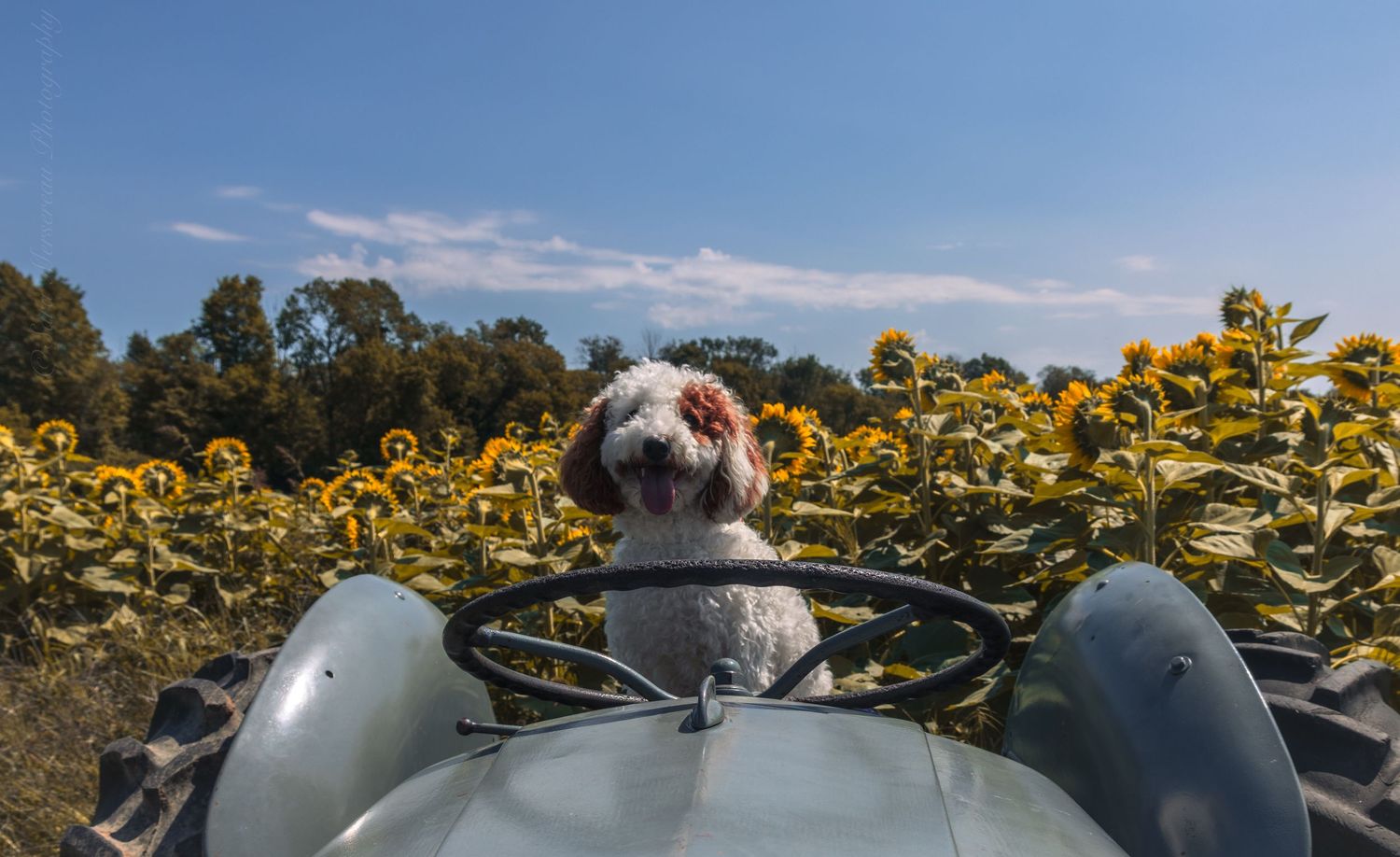 Dog Portrait at Pingles Farm Oshawa Ontario Canada