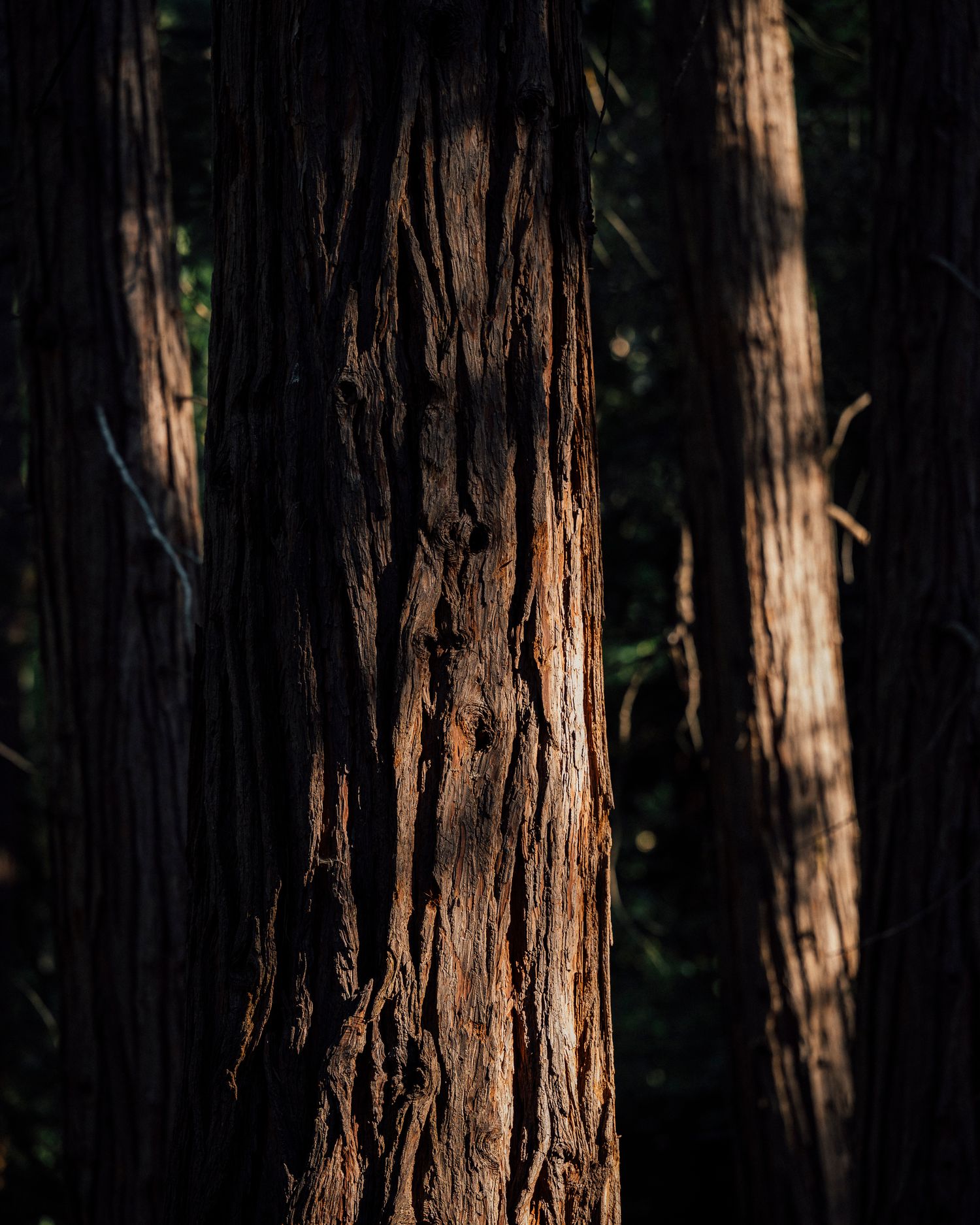 Lake Fulmor Idyllwild CA, San Jacinto Mountains, elopements, LGTBQ+, inclusive services,