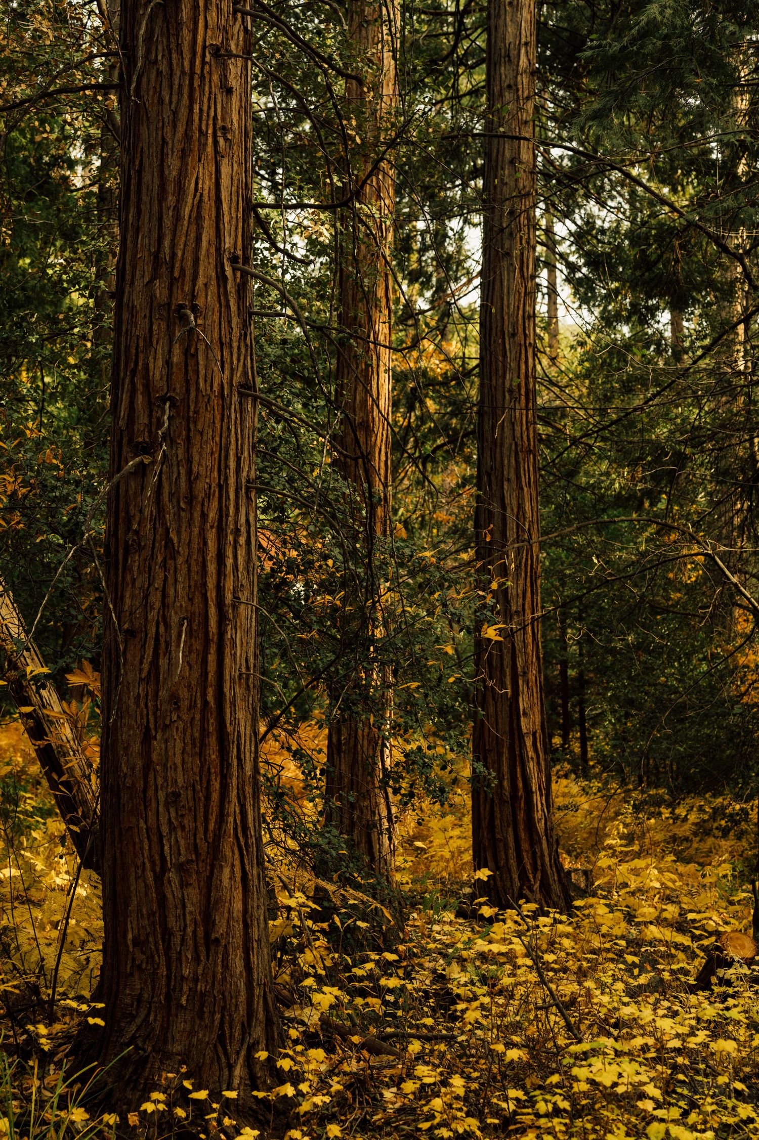 Idyllwild Elopements, nature ceremony, surrounded by nature,