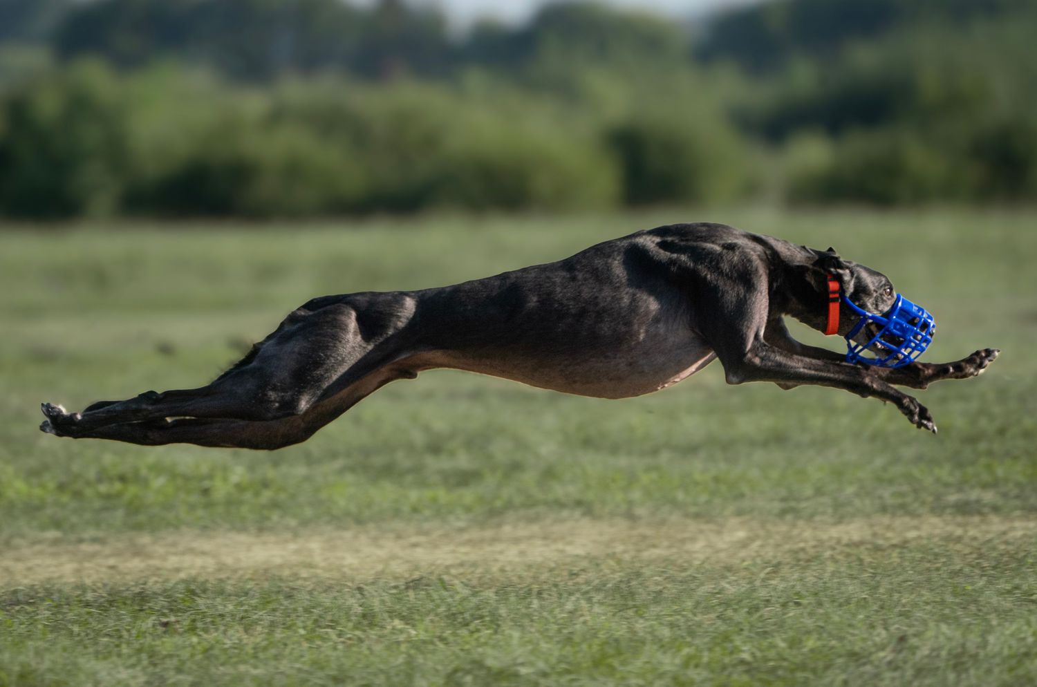 Greyhound sideshot