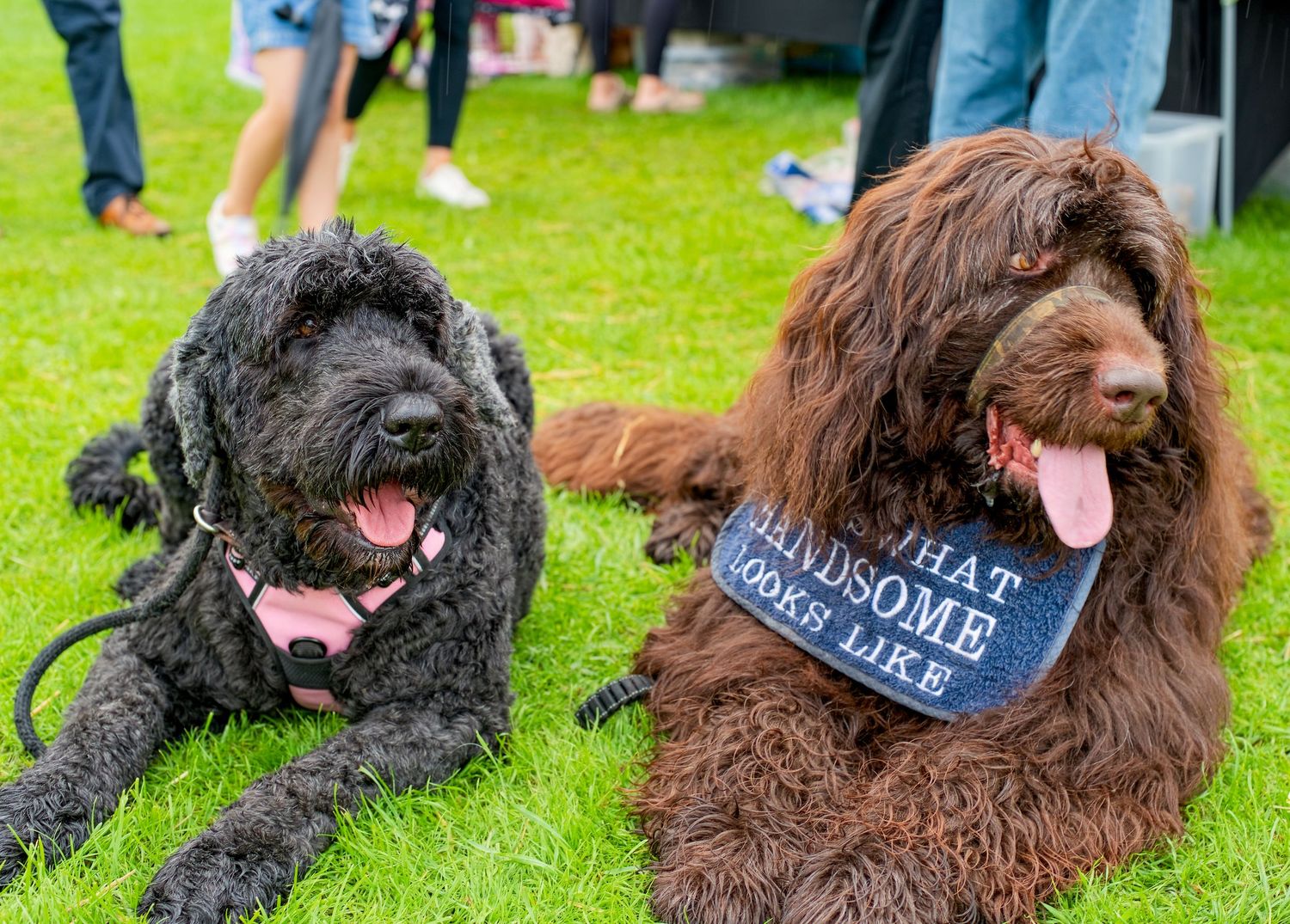 Two fluffy Labradoodles, one black and one brown wearing a bandana, lying on green grass at an outdoor event.