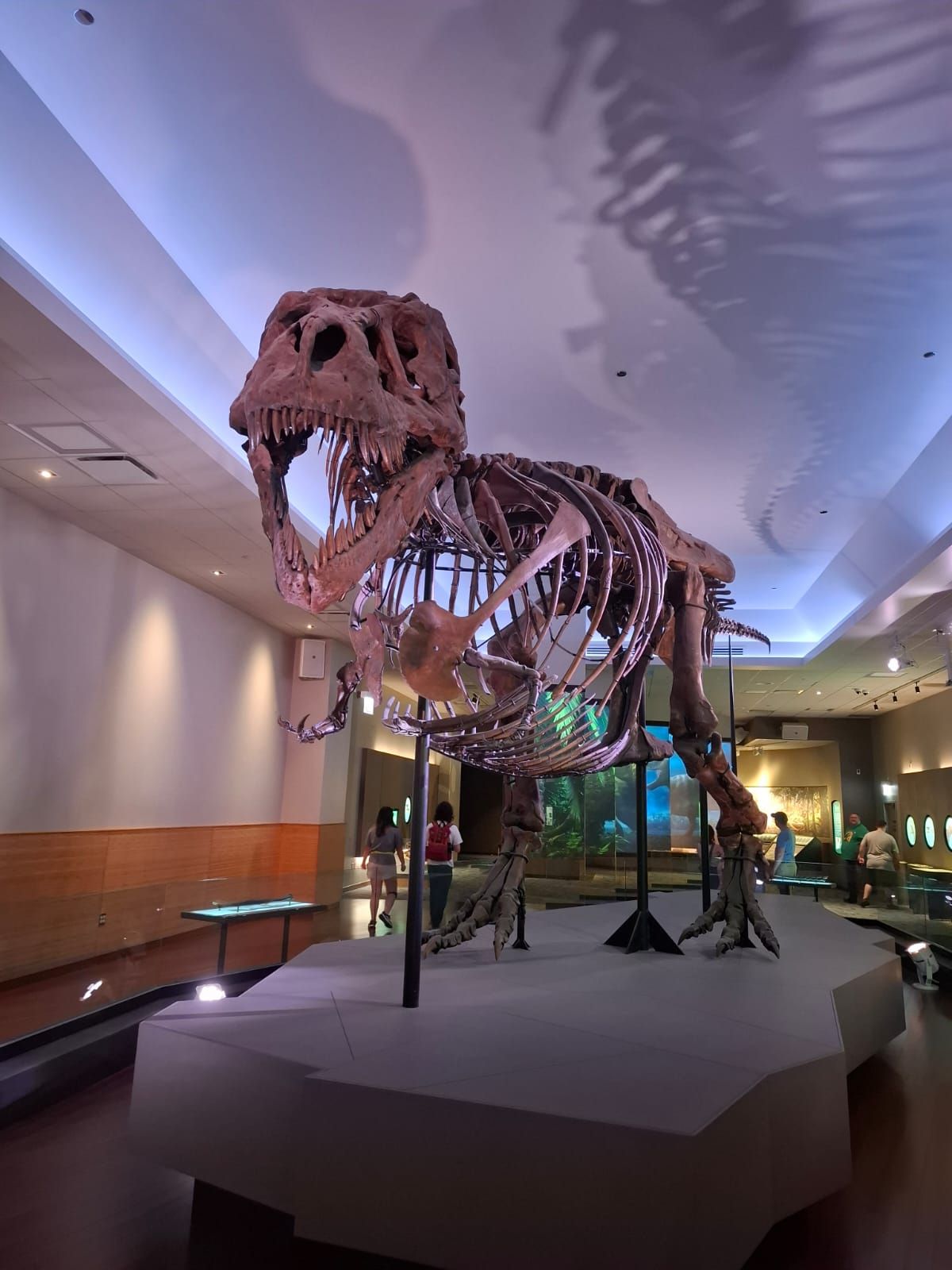 T-Rex dinosaur skeleton fossil display in a natural history museum exhibit hall with blue lighting.