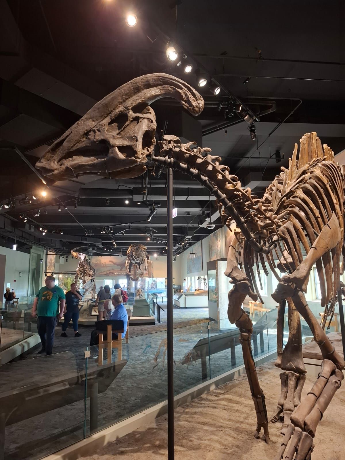 Dinosaur skeleton fossils on display in a natural history museum exhibit hall with visitors exploring in the background.