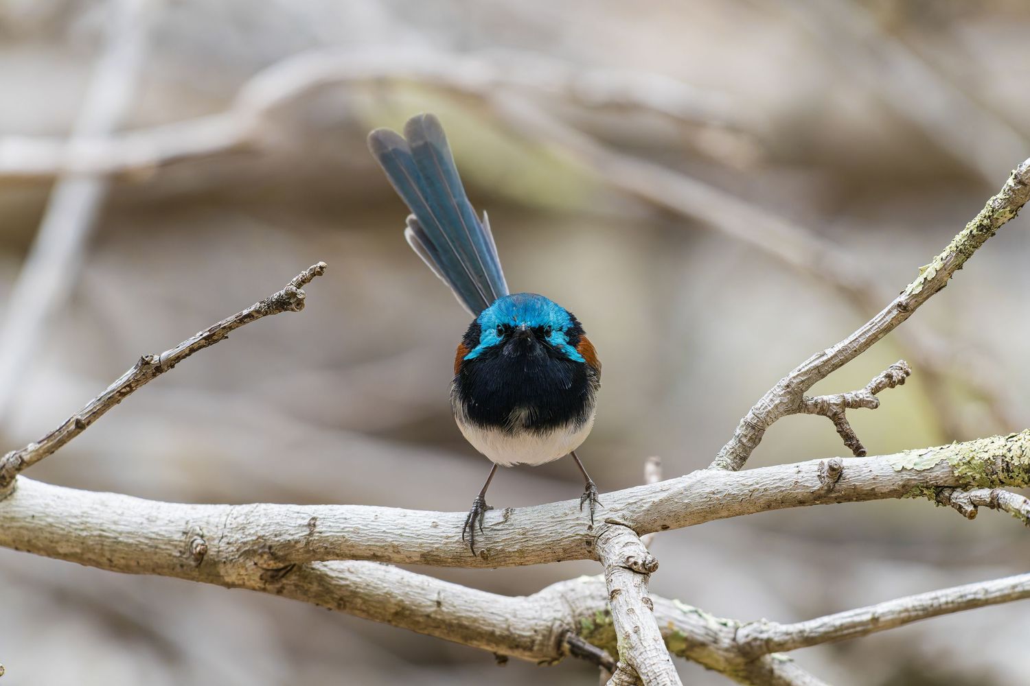 Gaze of the Red-winged Warrior — frontal portrait of a Red-winged Fairywren captured in natural habitat in Western Australia.