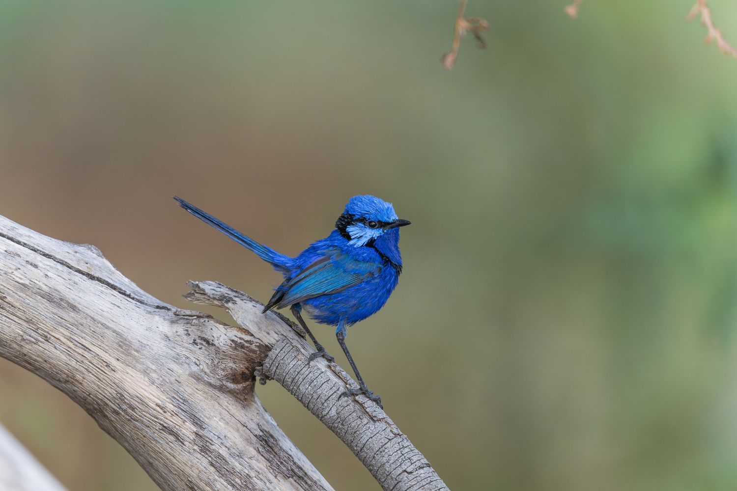 The Snazzy Fairy — brightly coloured Splendid Fairywren perched elegantly on a curved branch in soft natural light.