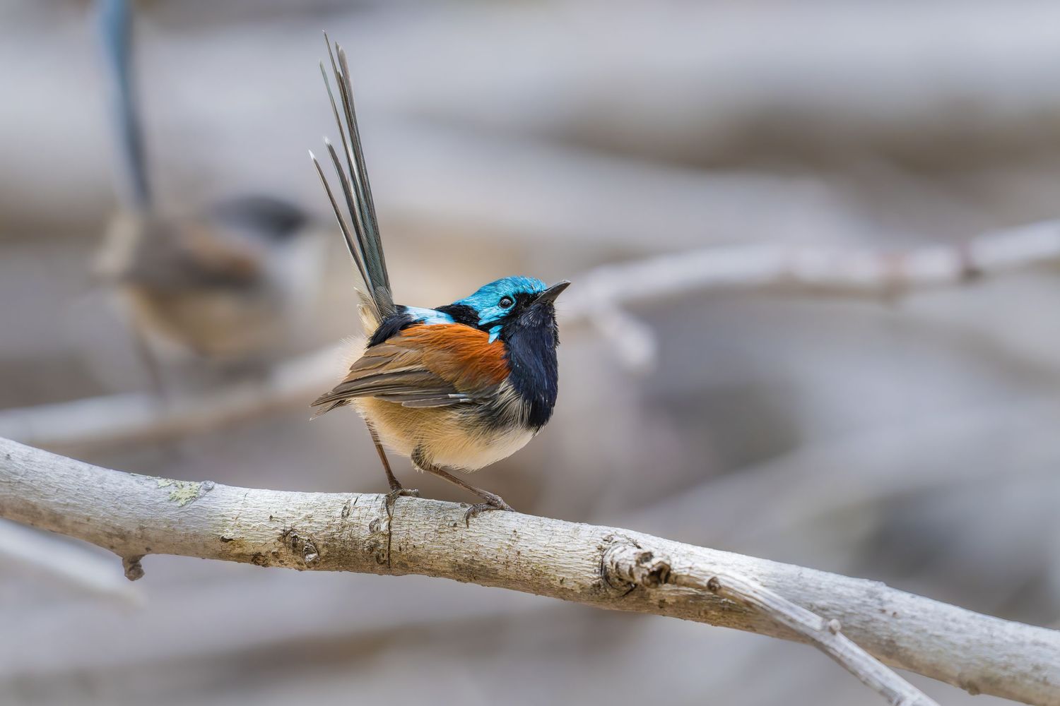 Tail of Defiance — Red-winged Fairywren displaying raised tail feathers while perched on a branch.