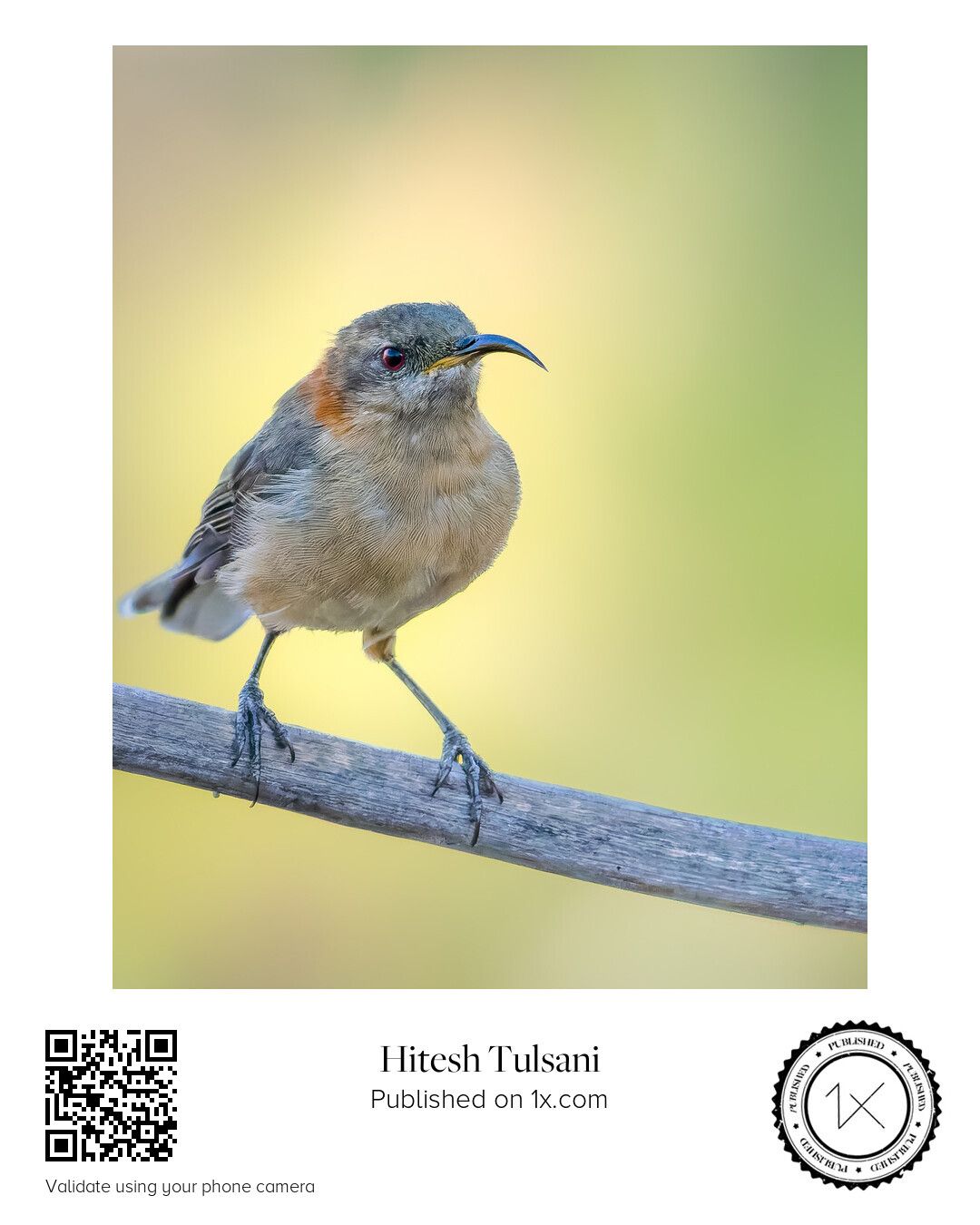 The Red Archer — Western Spinebill perched against a soft green background in Western Australia.