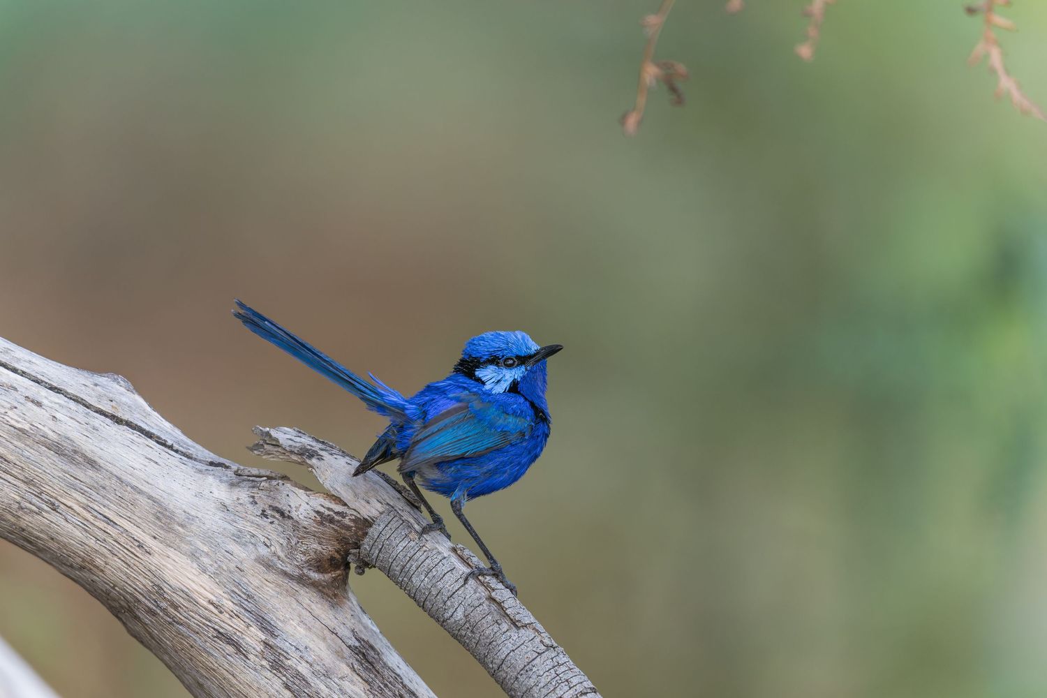 The Ignorant Fairywren — Splendid Fairywren resting calmly on a branch against a soft natural background.