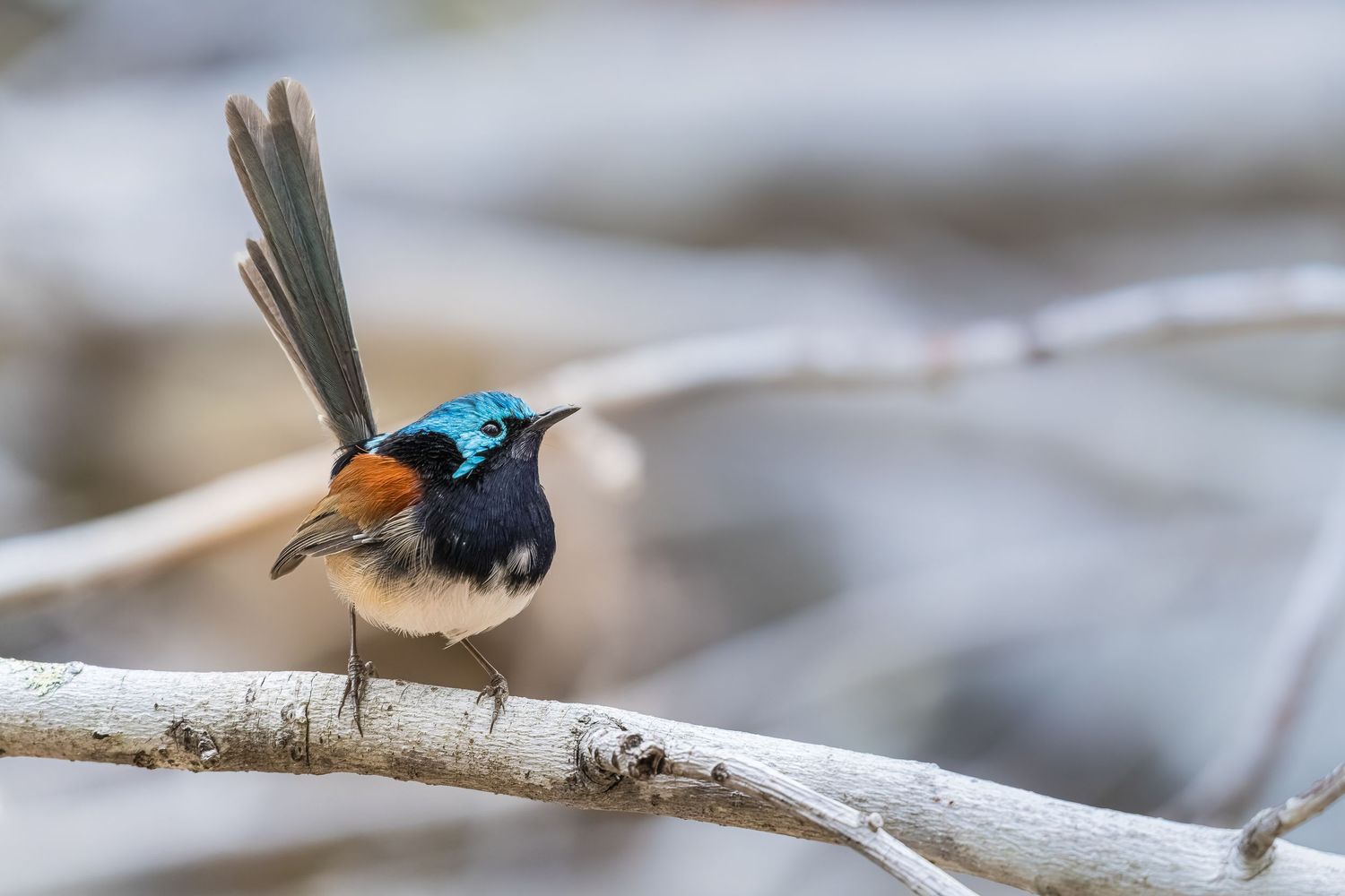 Preparing for Attack — Red-winged Fairywren displaying alert posture while perched on a branch in Western Australia.