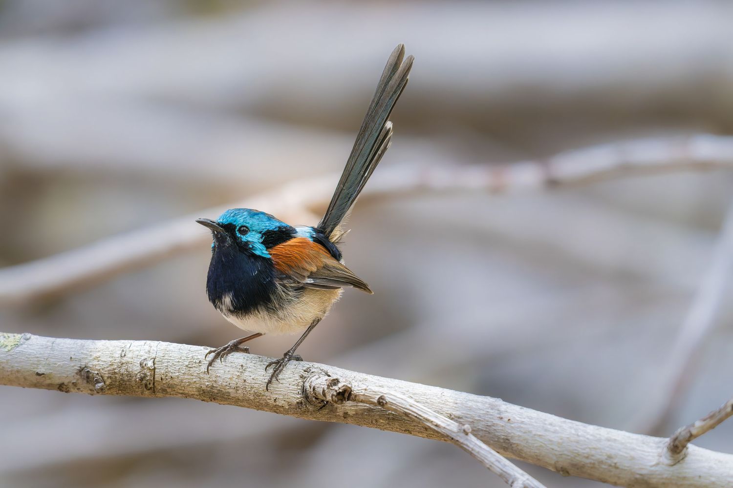 The Alert Warrior — Red-winged Fairywren captured in an alert defensive stance with raised tail feathers.