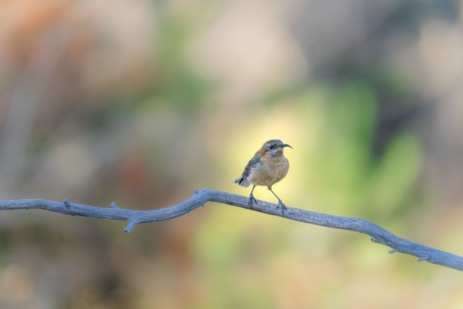 The Red Archer — Western Spinebill perched delicately on a branch against a soft natural background.