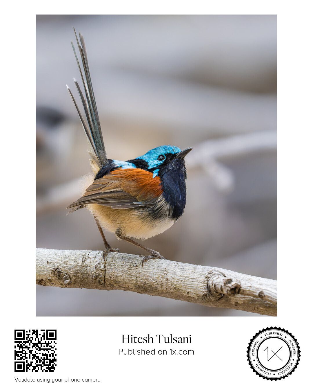 Tail of Defiance — Red-winged Fairywren perched on a branch in Western Australia with tail raised in an alert display.