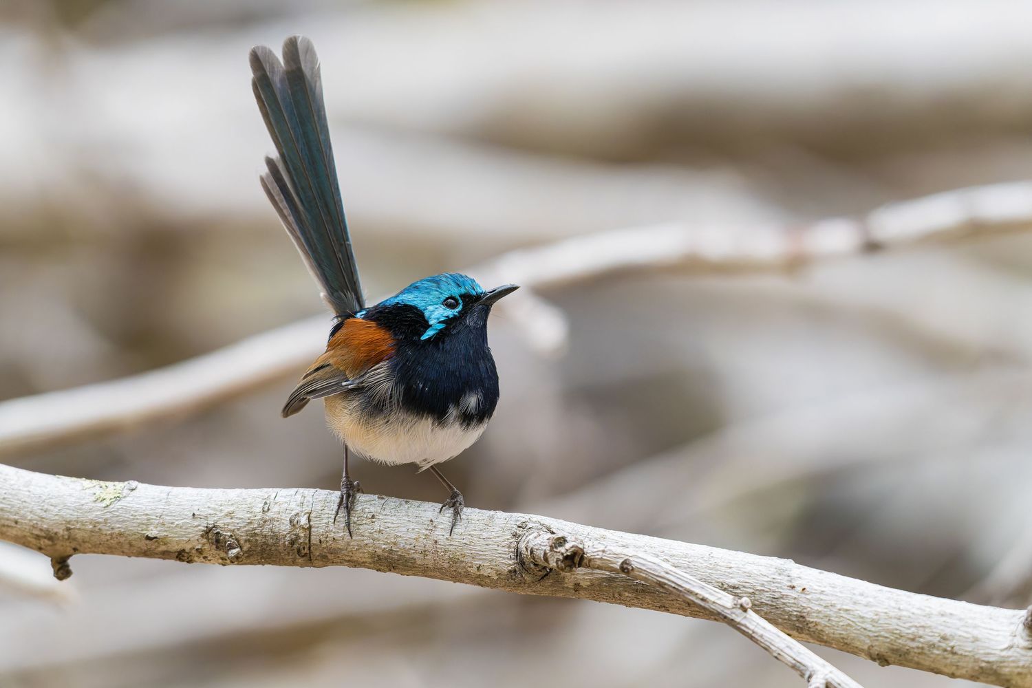 Preparing for Defense — Red-winged Fairywren with raised tail preparing for defensive display in natural habitat.