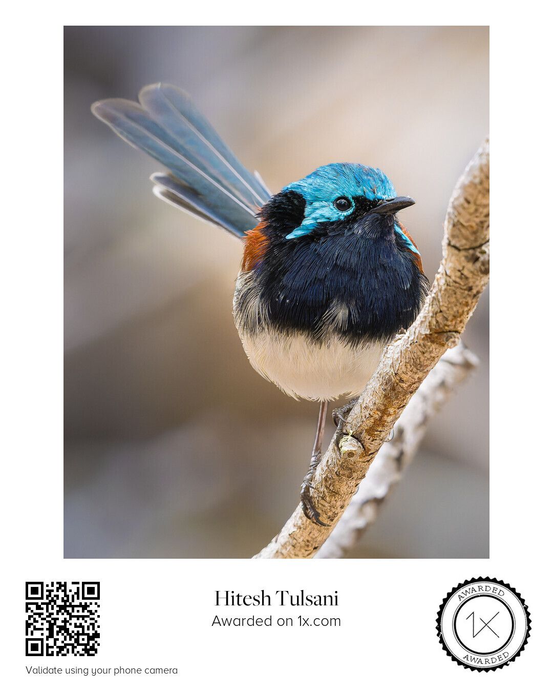 The Azure Sentinel — awarded portrait of a Red-winged Fairywren perched on a branch in Western Australia.
