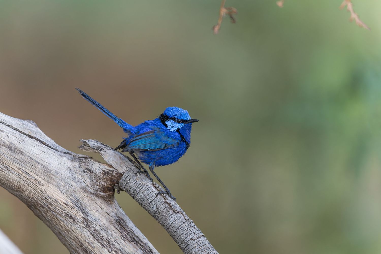 Gaze of the Splendid Fairywren — vibrant blue Splendid Fairywren perched on a weathered branch in Western Australia.