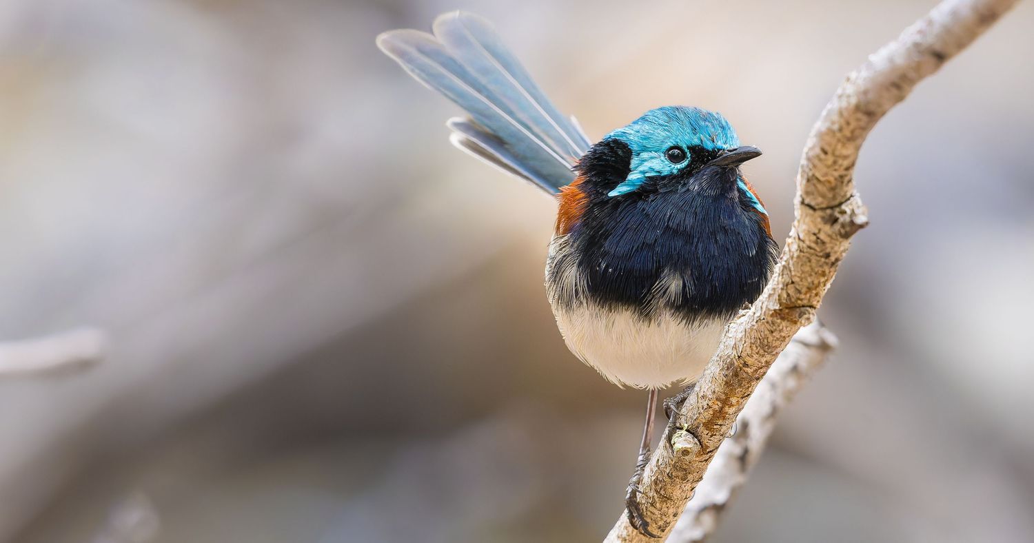Award-winning Red-winged Fairywren portrait captured in Western Australia with soft natural background.