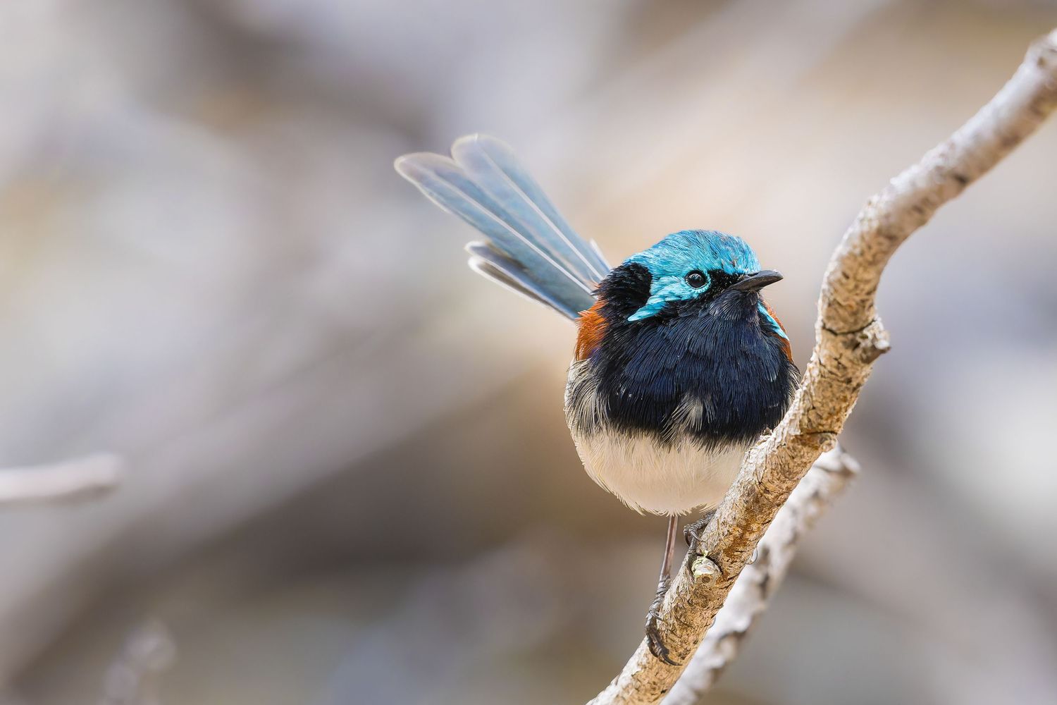 The Azure Sentinel — award-winning portrait of a Red-winged Fairywren perched on a branch in Western Australia.
