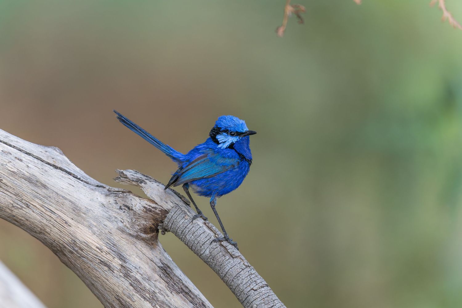 The Curious Fairy — Splendid Fairywren observing its surroundings from a branch in Western Australia.