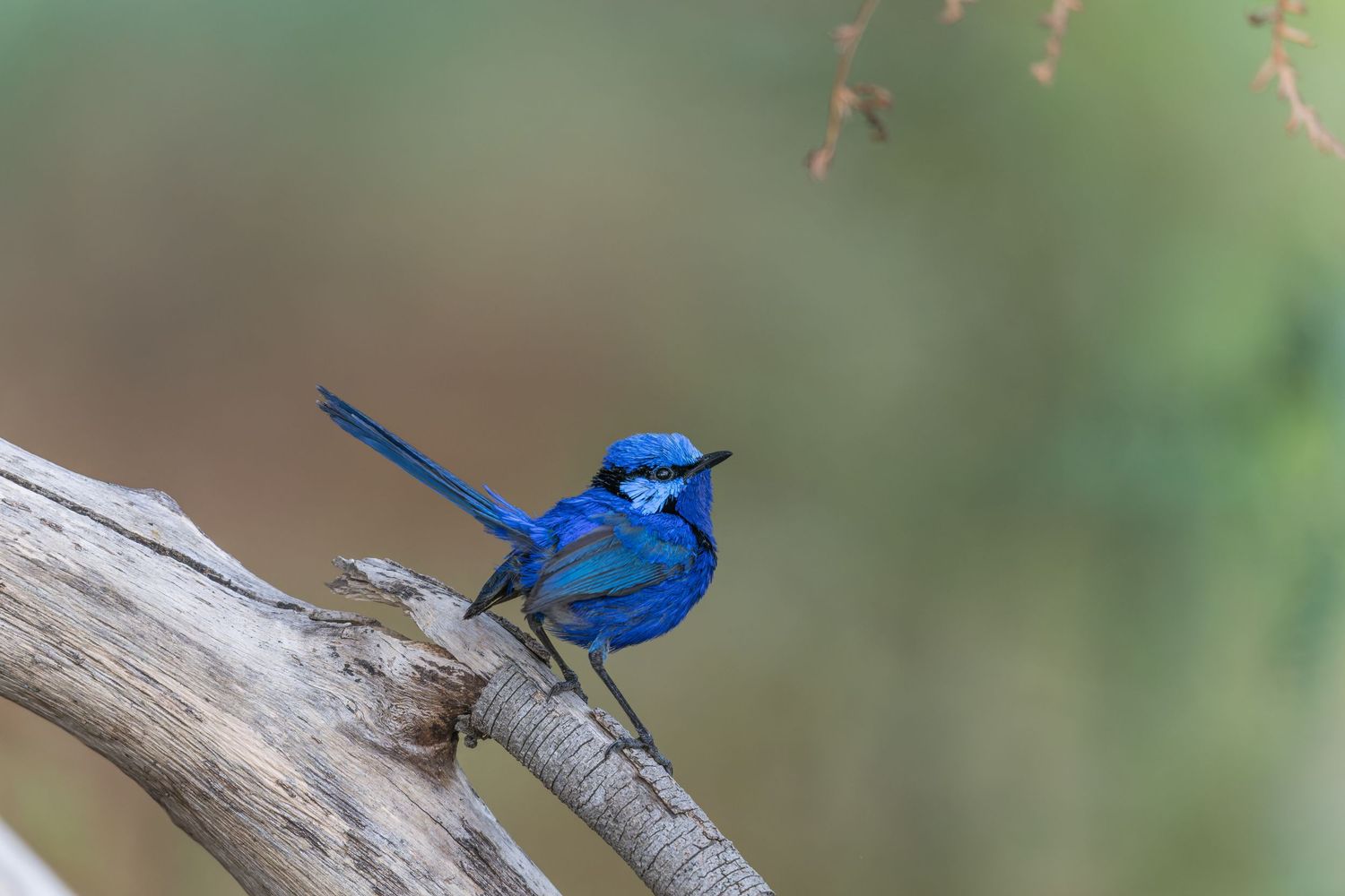 The Defensive Fairy — Splendid Fairywren displaying alert posture while perched in natural habitat in Western Australia.