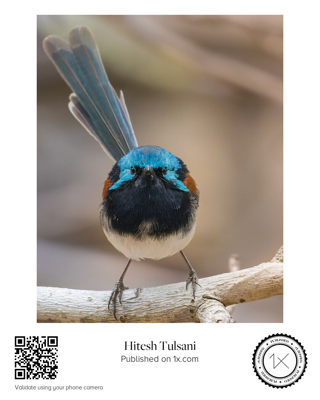 Gaze of the Red-winged Warrior — frontal portrait of a Red-winged Fairywren captured in natural light in Western Australia.