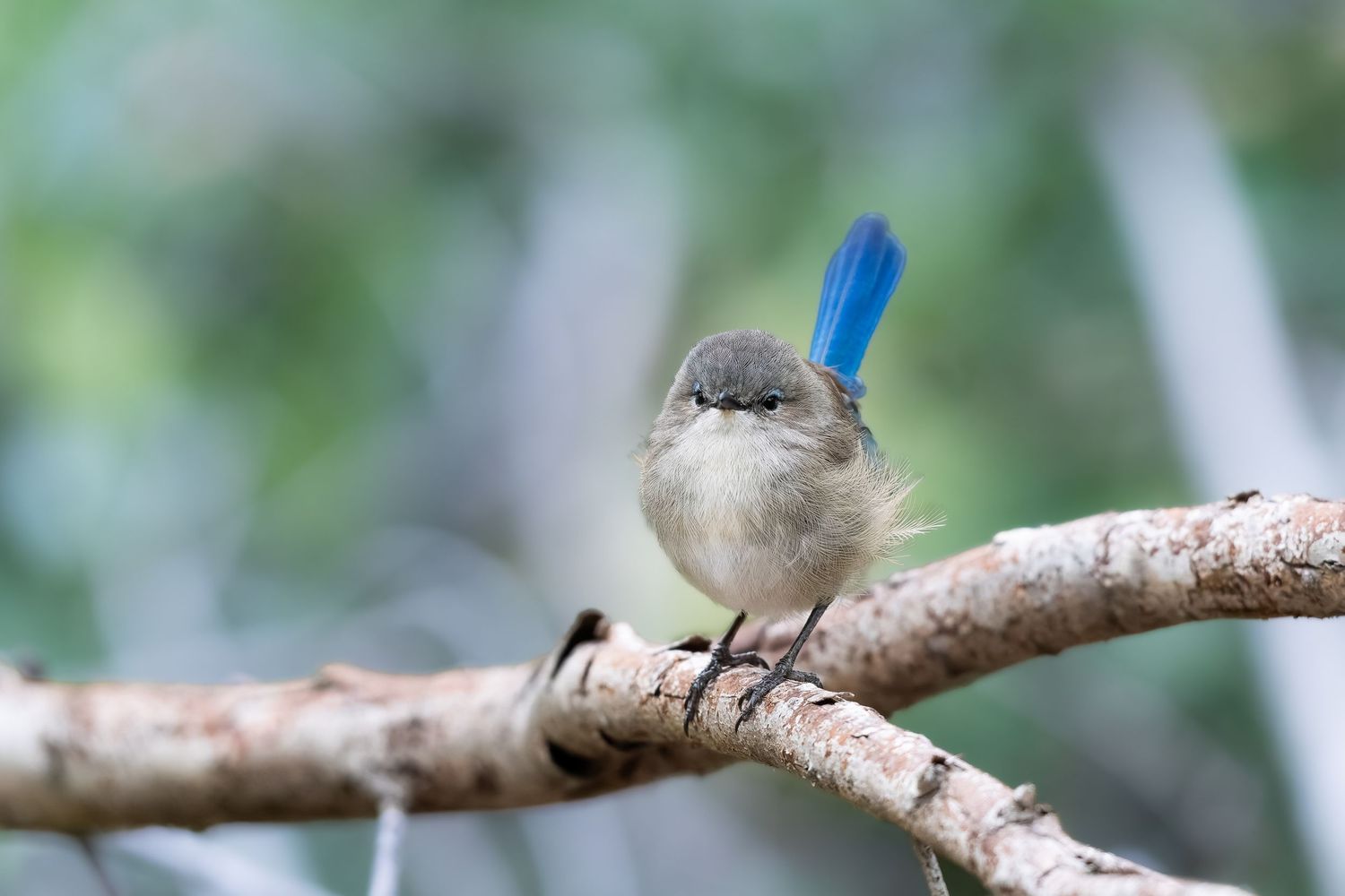 The Cute Criminal — small fairywren perched on a branch with soft natural background and playful expression.