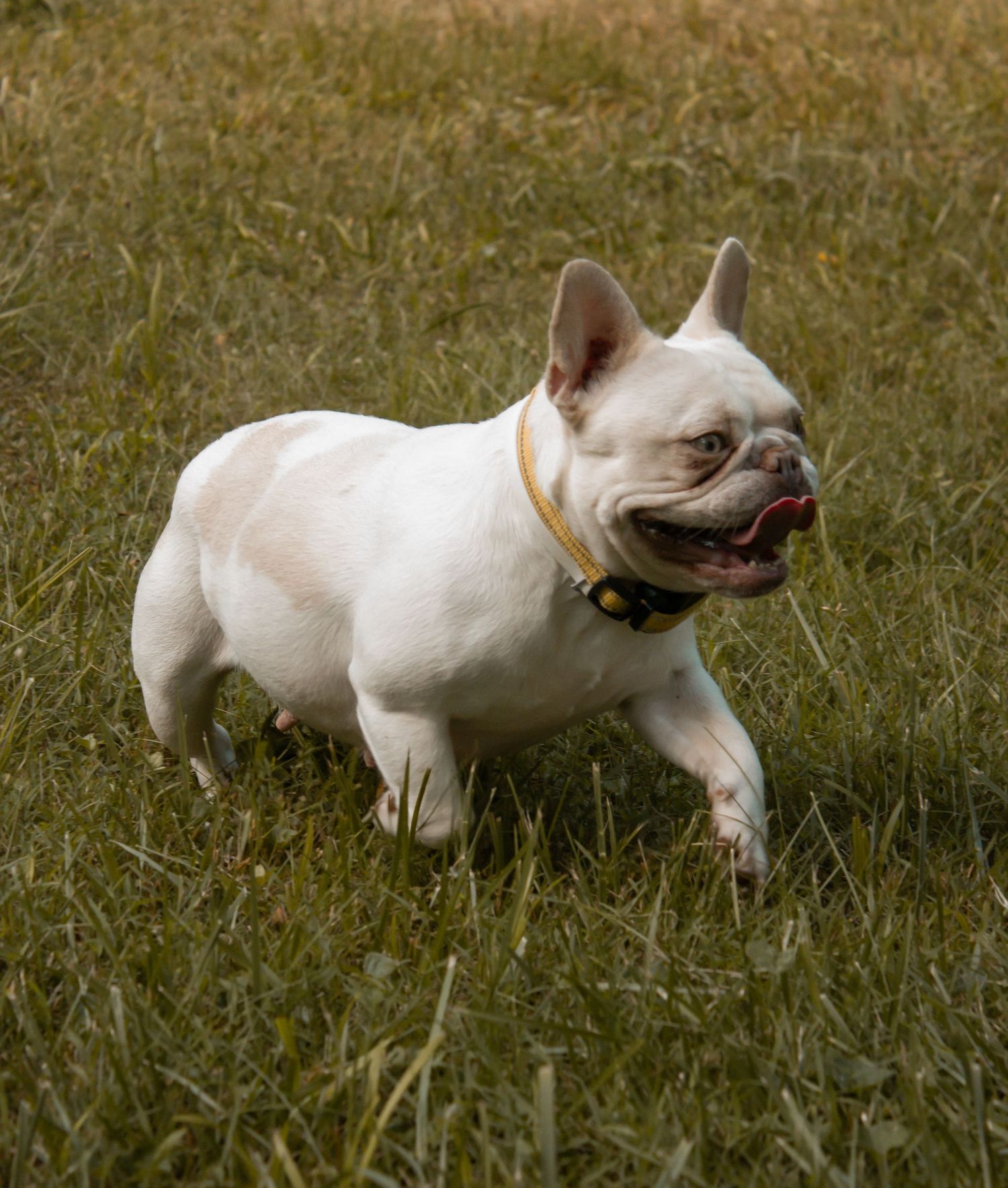 picture of bull dog playing in grass
