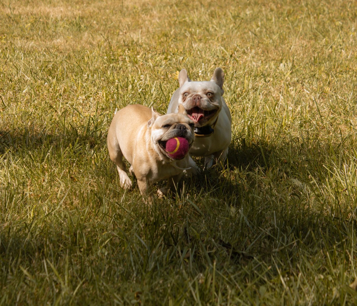 picture of two dogs