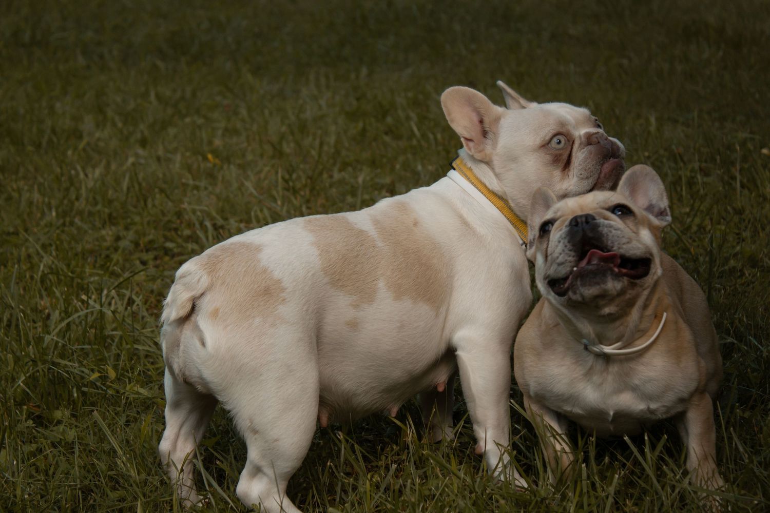 picture of two bull dogs playing together