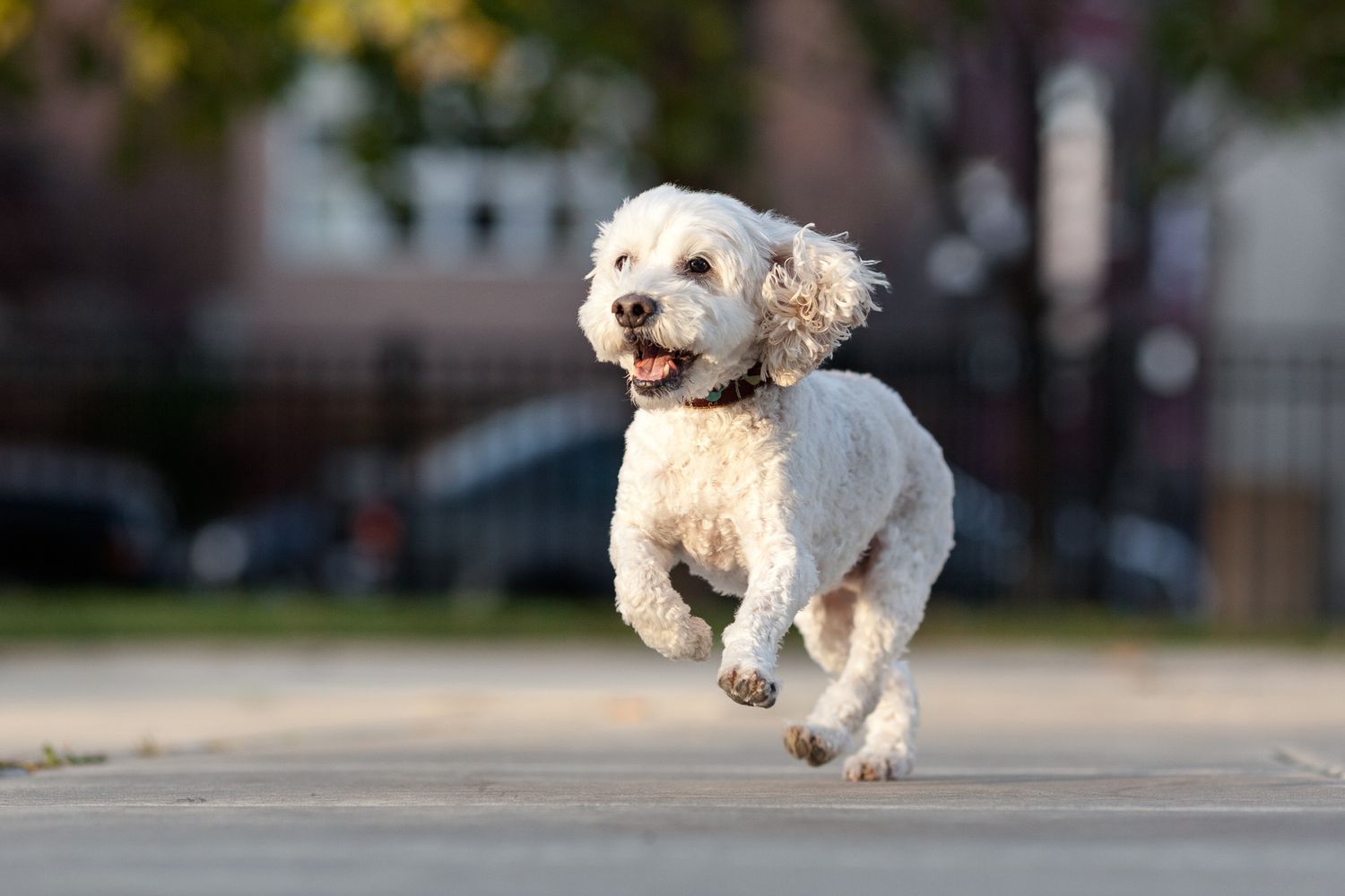 Fluffy white dog leaping mid-air while running on a city sidewalk.
