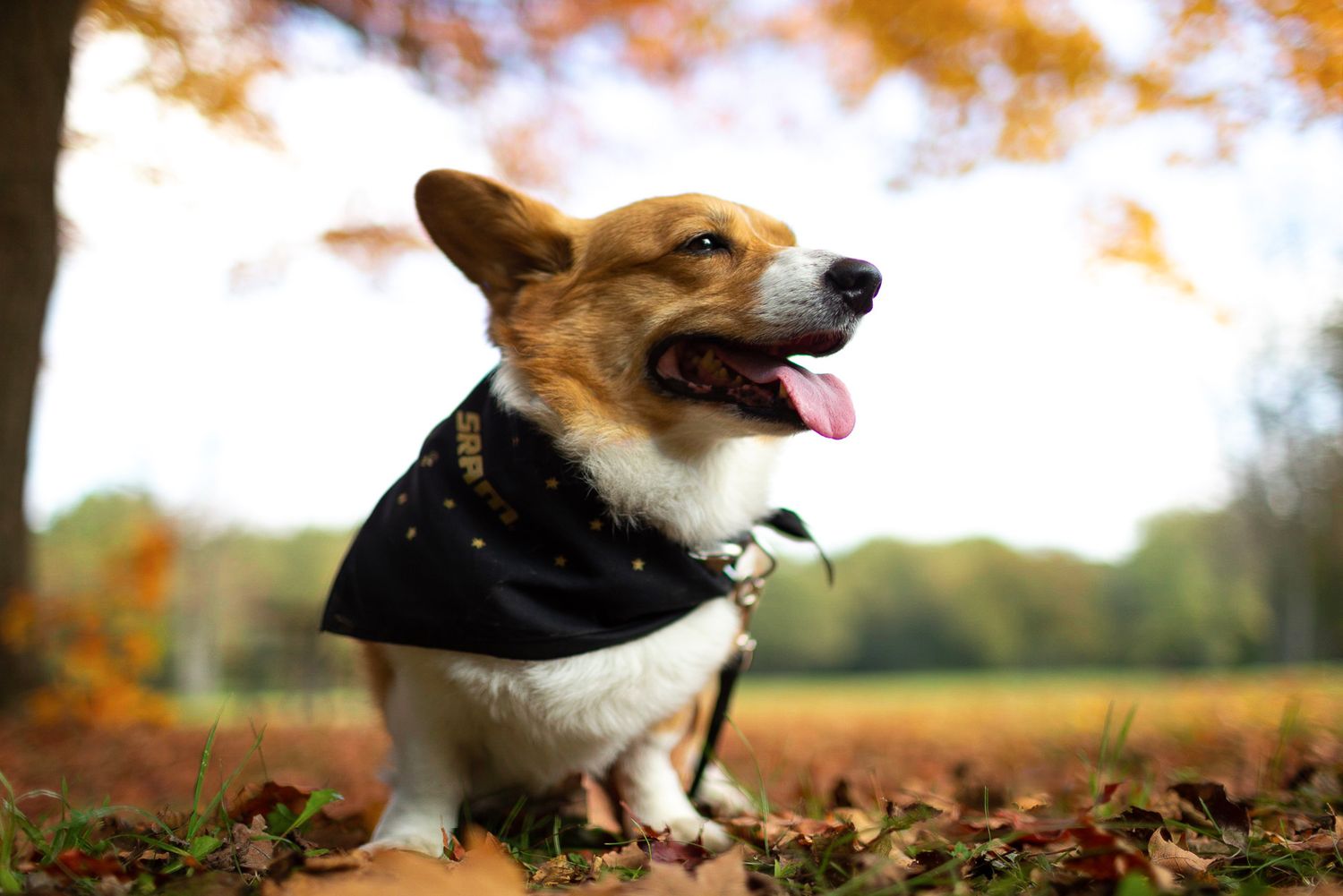 Happy Corgi dog wearing black bandana sitting among autumn leaves in park.