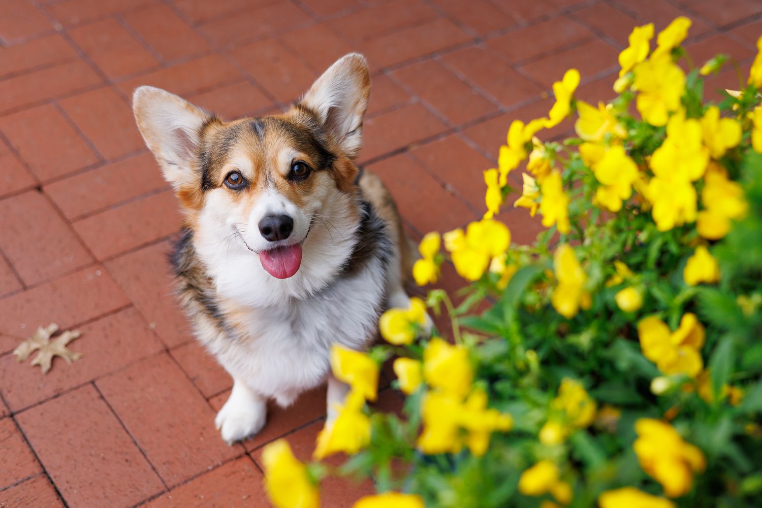 A happy Corgi puppy sits on brick pavement next to bright yellow flowers, looking up with tongue out.