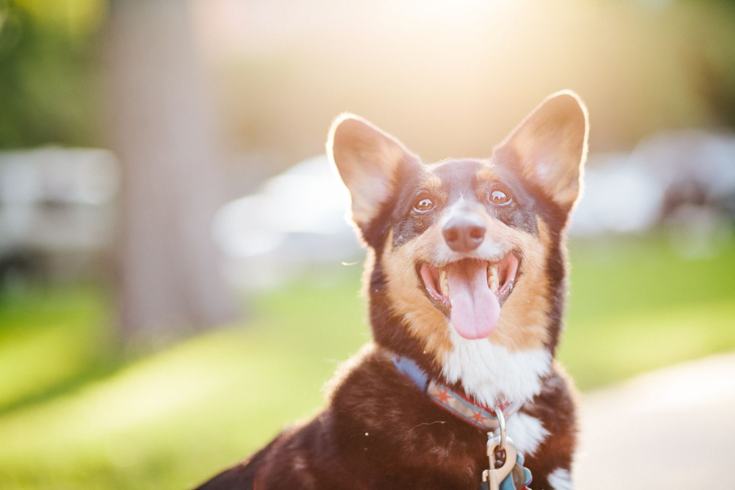Happy brown and white Corgi dog smiling with tongue out in sunny outdoor park setting.