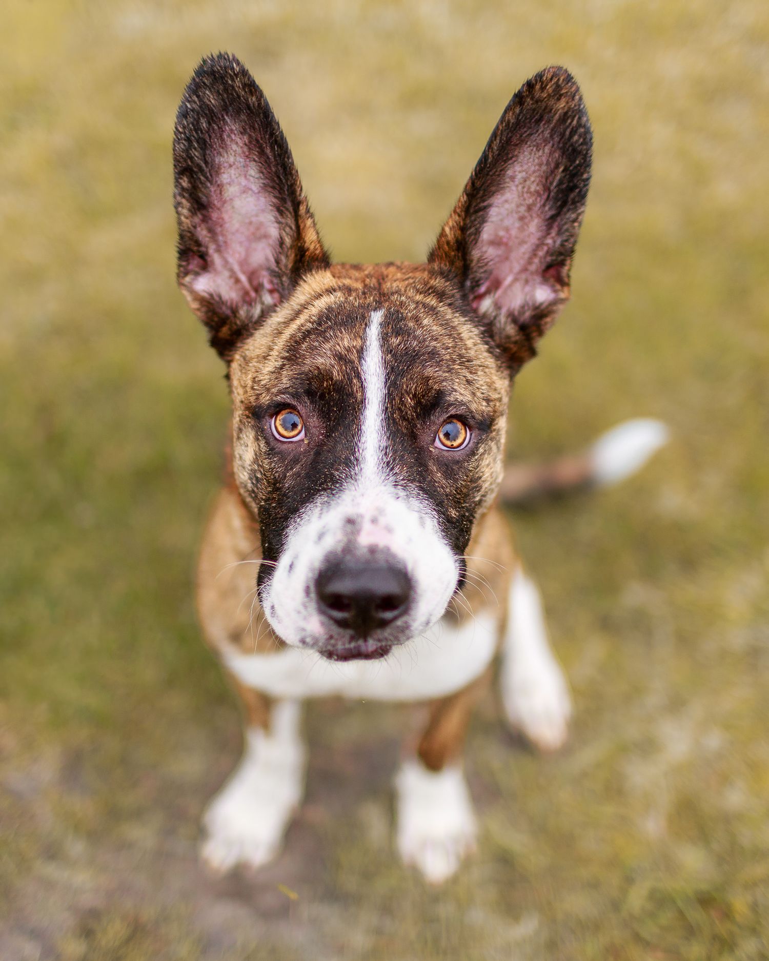 Adorable brindle puppy with large ears looking up at the camera outdoors.