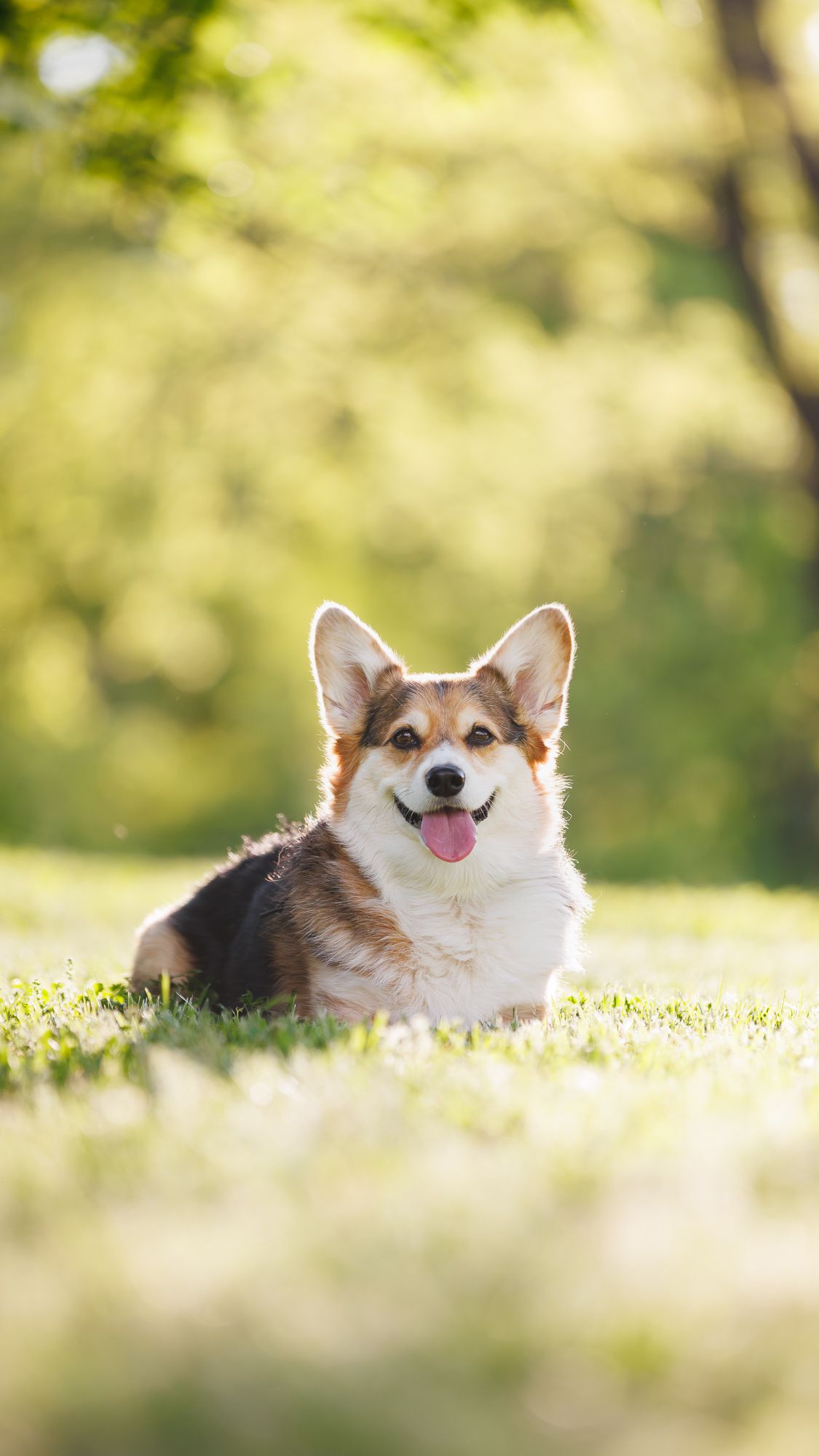A smiling Corgi dog lies on green grass in a sunny park with bokeh trees in the background.