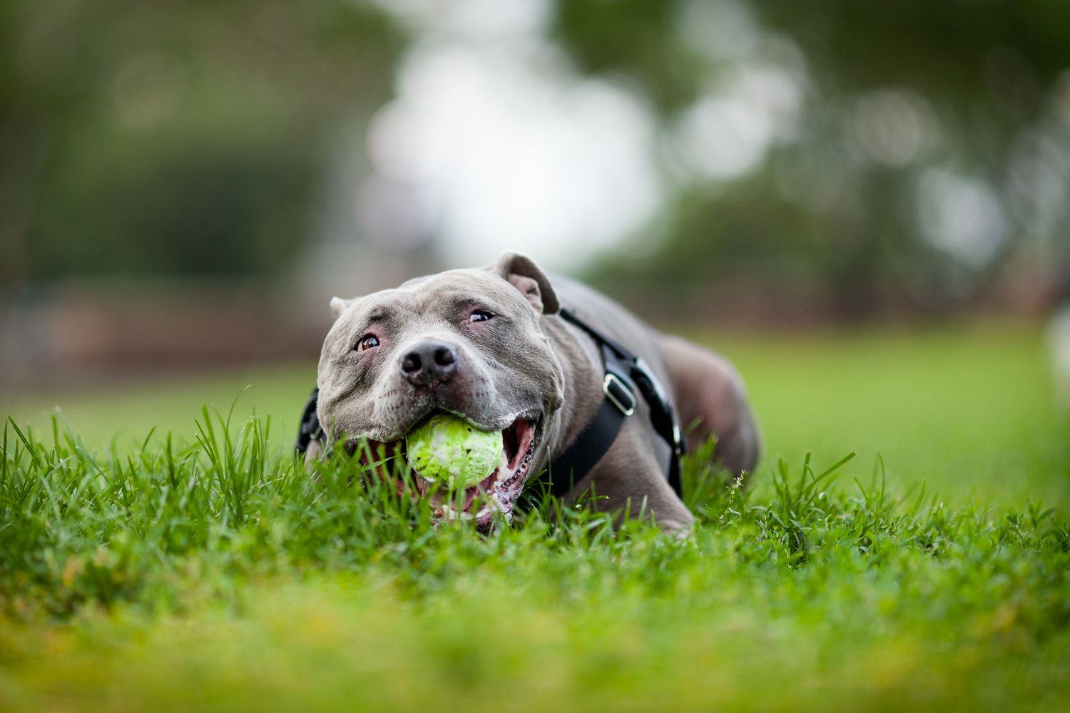 Gray Pit Bull Terrier lying in green grass chewing on a tennis ball at the park.
