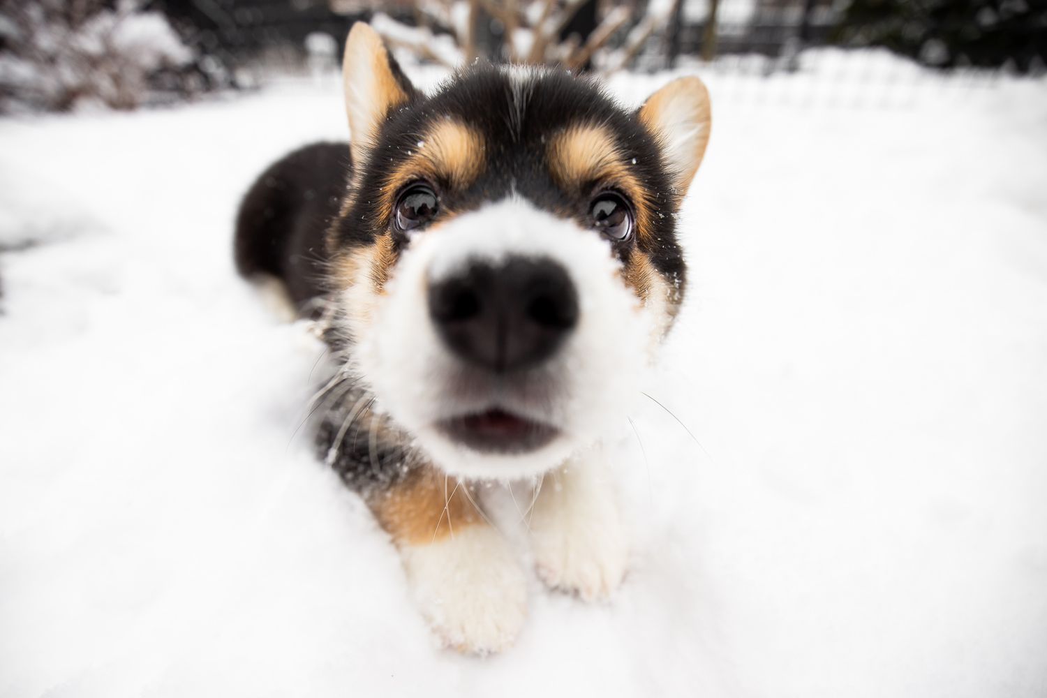 Close-up of Corgi puppy with nose forward looking at camera in snowy outdoor setting.