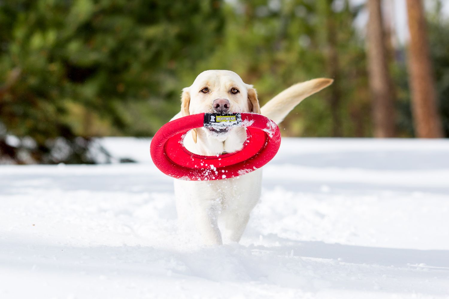 Golden Labrador carrying red ring toy through deep snow in winter forest.