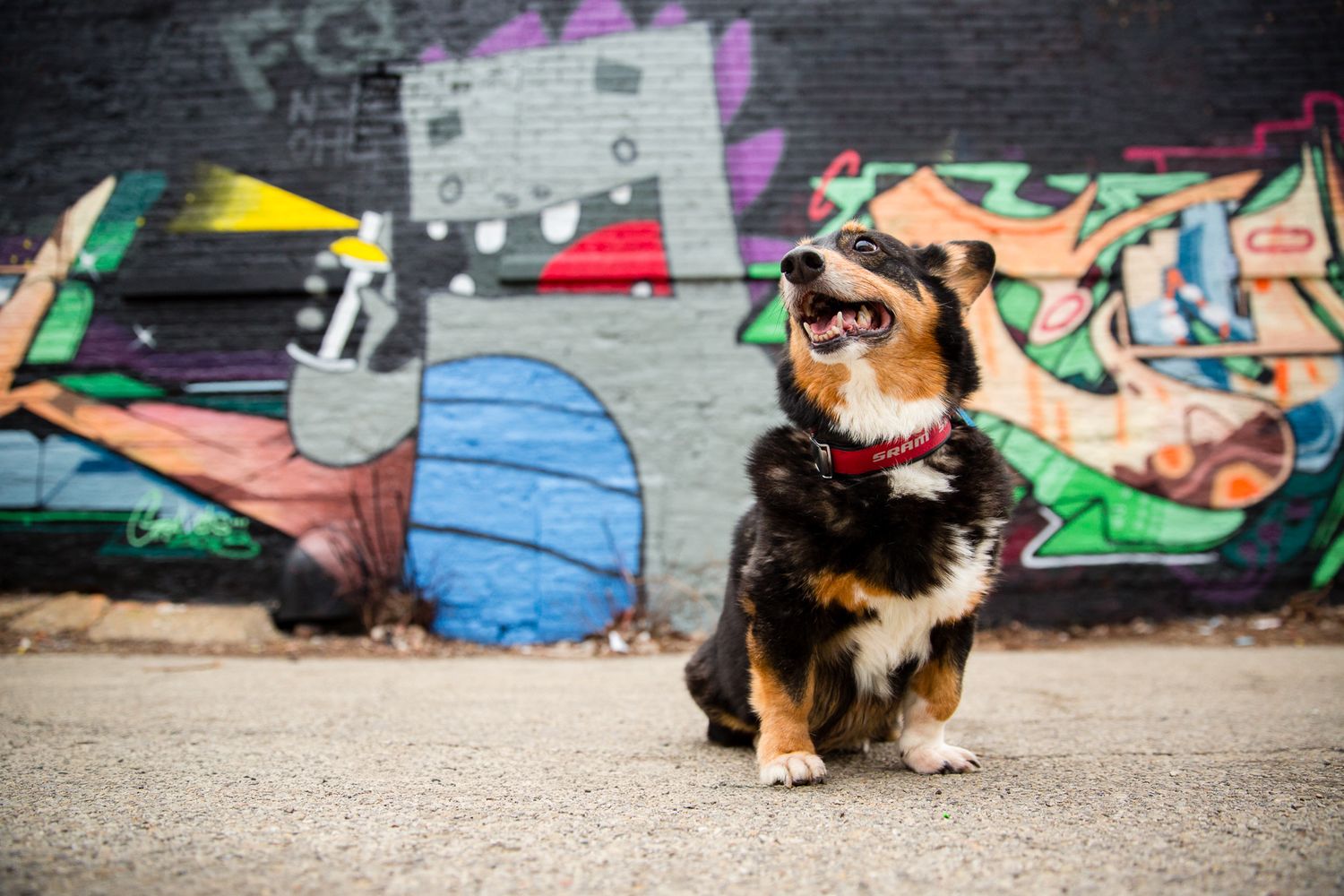 Tri-color Corgi dog sitting happily in front of a vibrant graffiti wall outdoors.