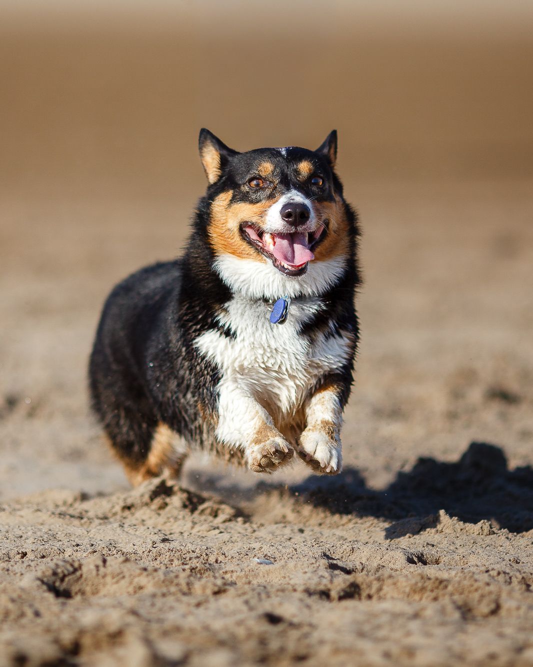 Happy tricolor Corgi with blue collar running full speed across sandy beach.