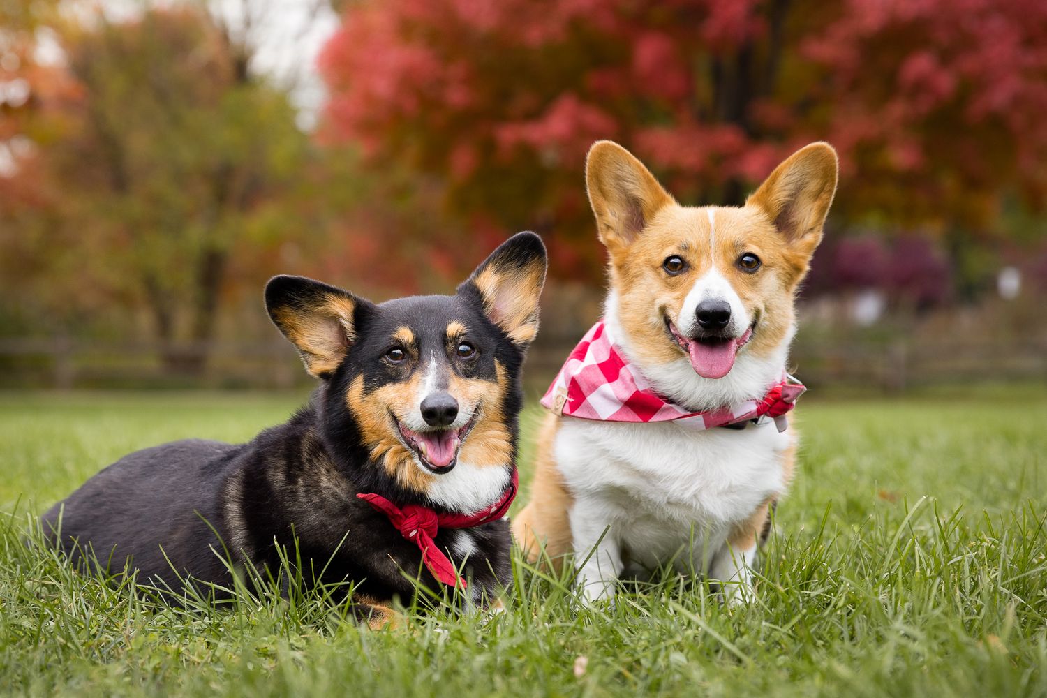 Two Corgi dogs wearing red bandanas sitting together on green grass with colorful autumn trees behind.