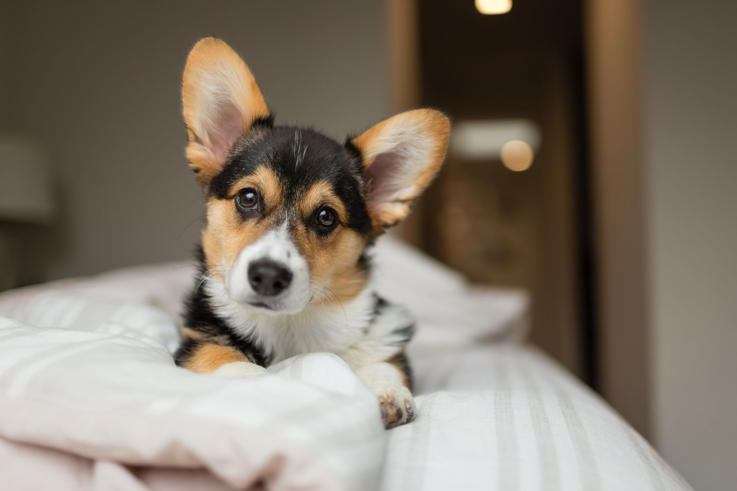 Adorable Corgi puppy with large ears resting on a white bed, looking curiously at the camera.