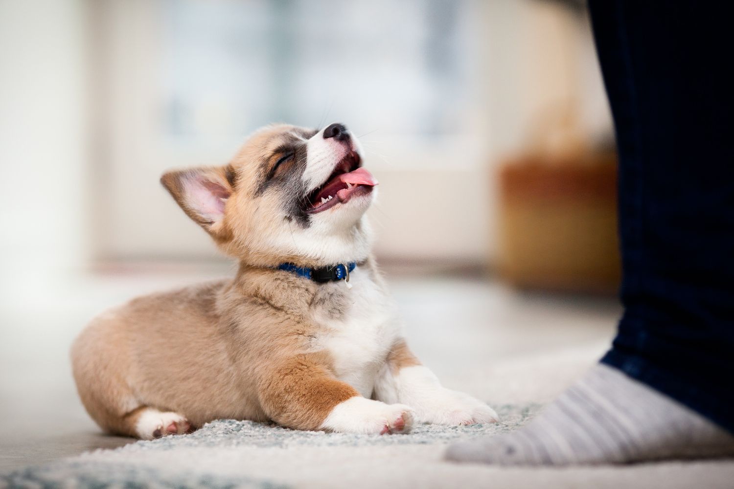 Adorable Corgi puppy lying on carpet looking up with mouth open, wearing blue collar indoors.