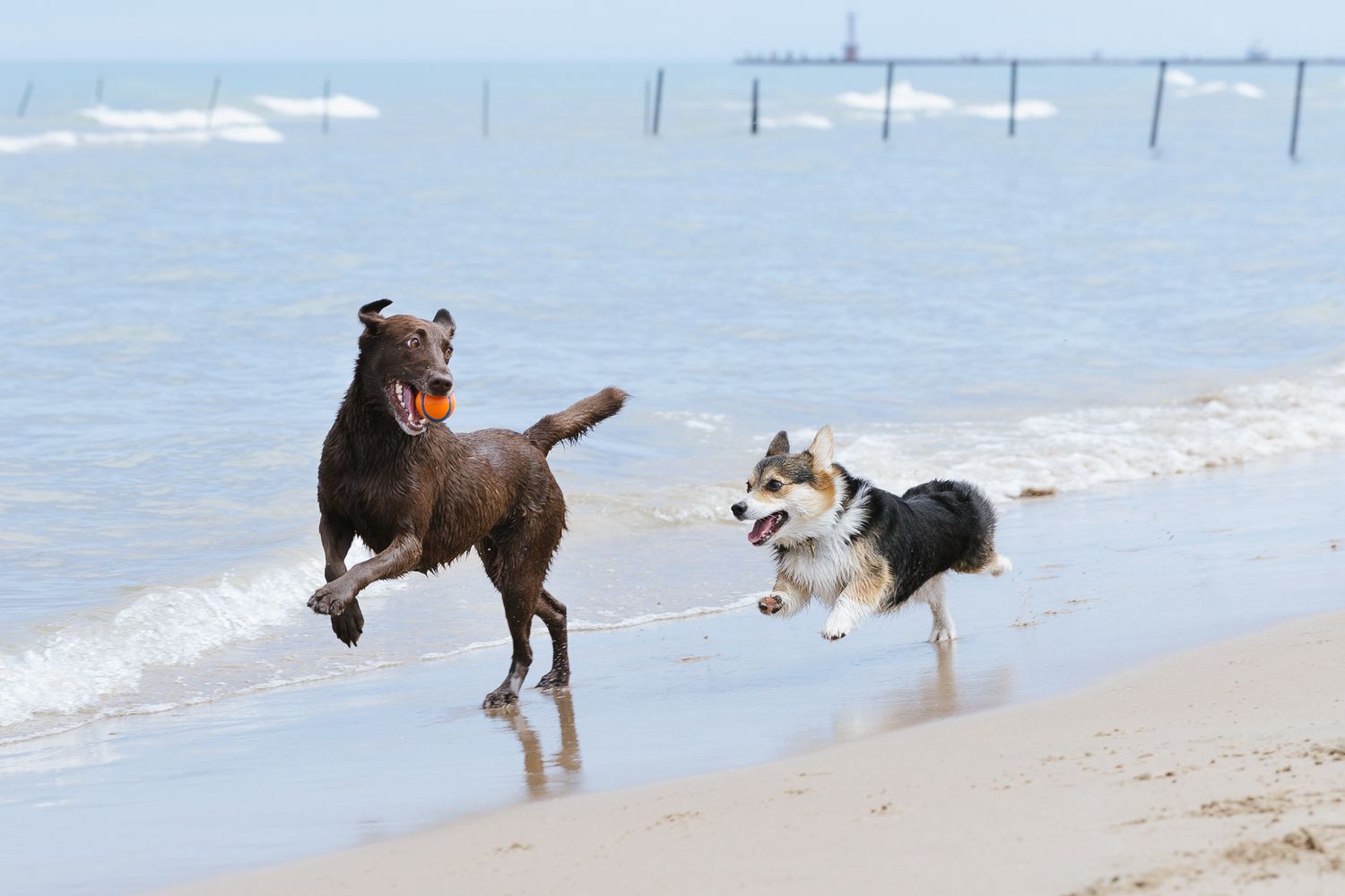 Chocolate lab and corgi playing chase on a sunny beach near ocean waves.