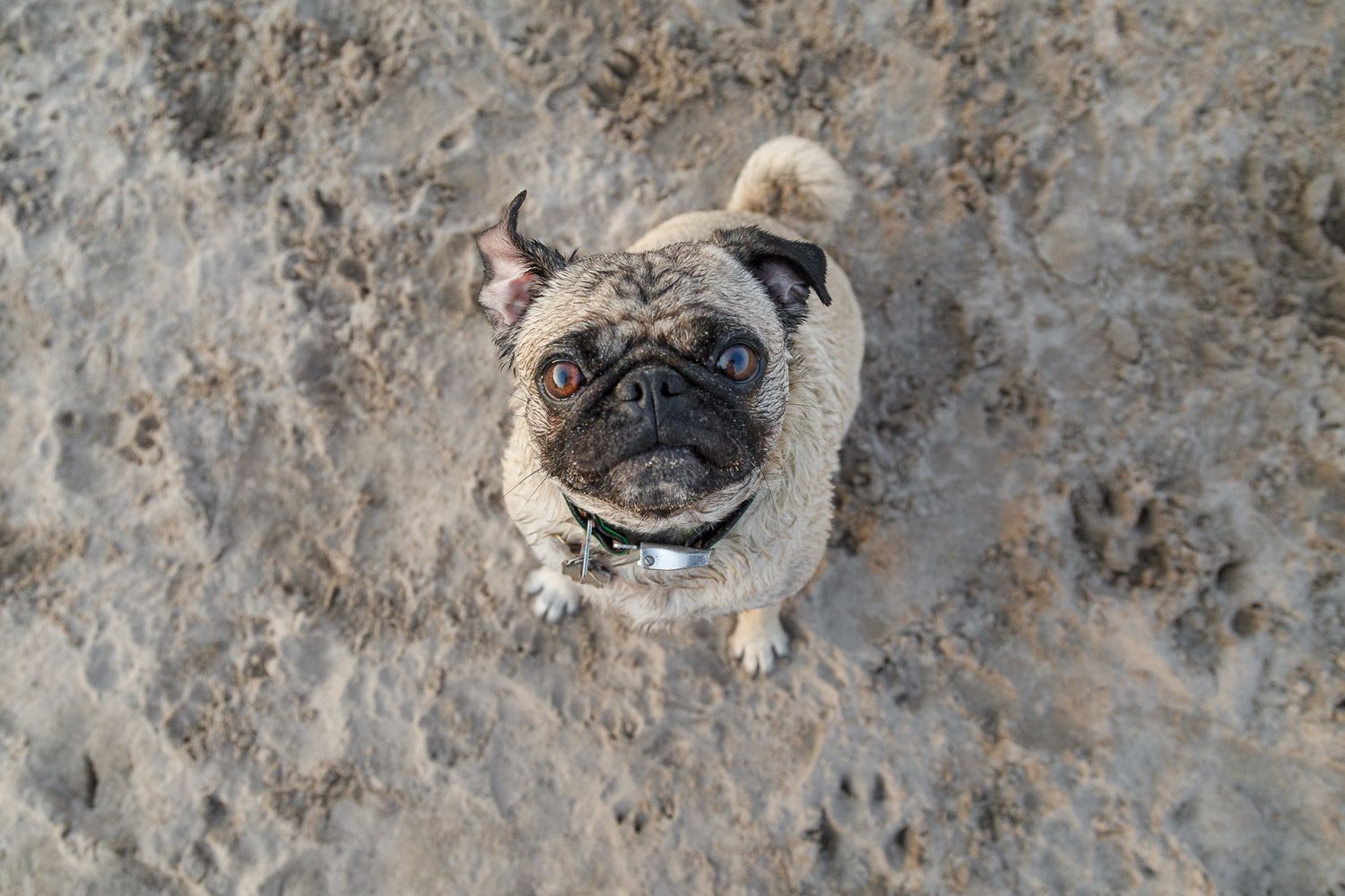 Muddy pug looks up at camera while standing on sandy ground at the beach.