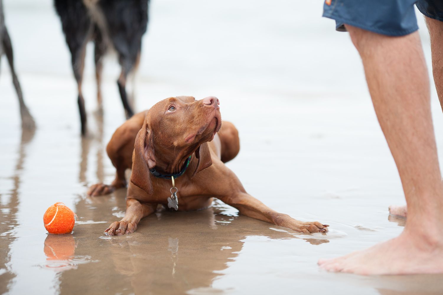 Vizsla dog crouching playfully on a wet beach near an orange ball with a person standing nearby.