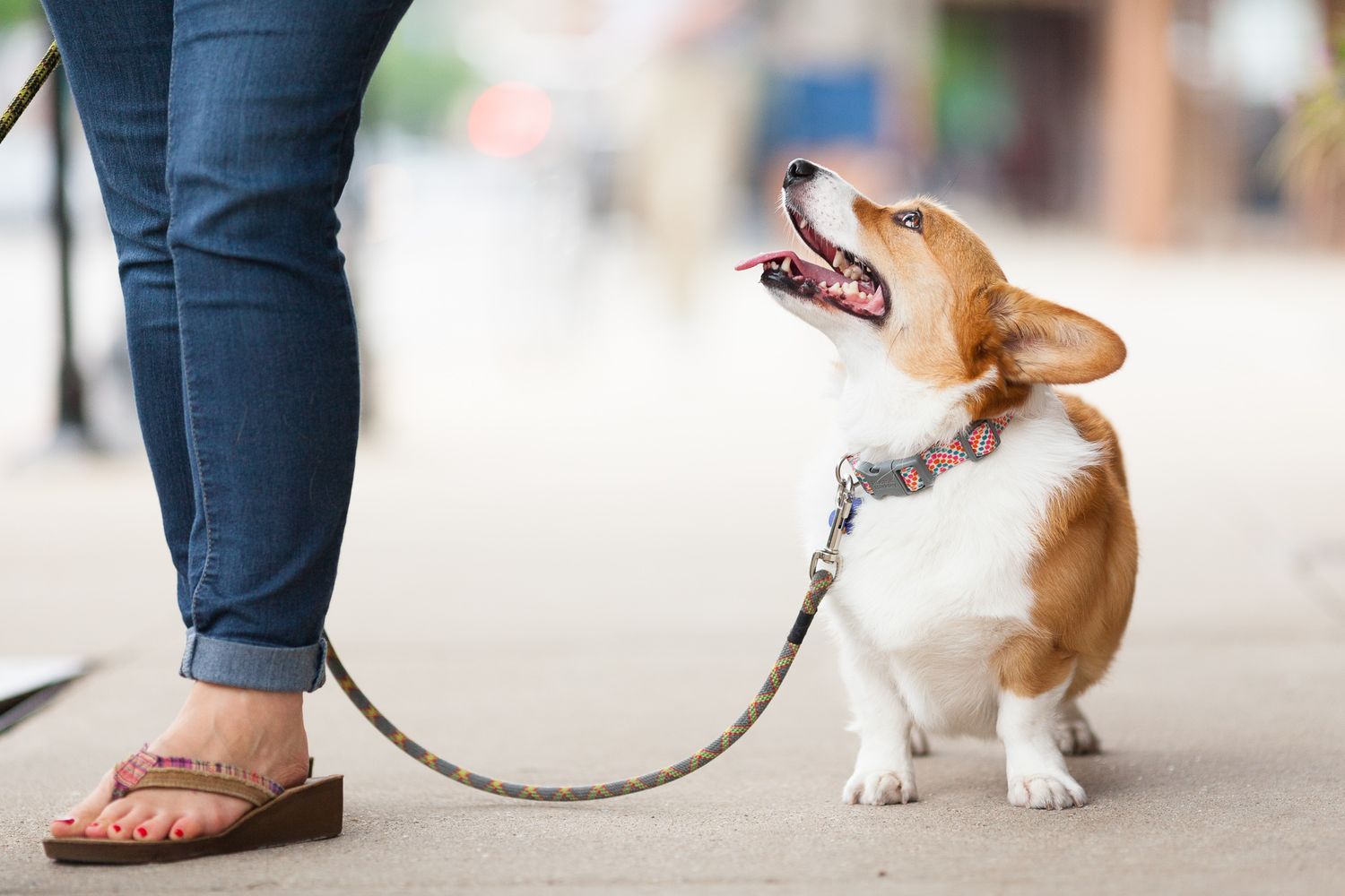 Corgi dog on a leash looking up at its owner while sitting on a city sidewalk during a walk.