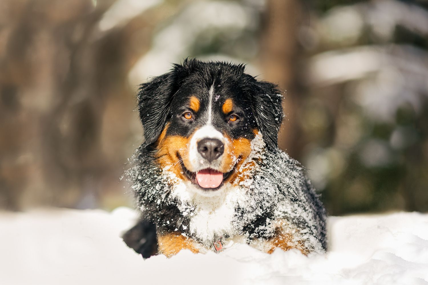 Bernese Mountain Dog puppy lying in deep snow with snowflakes on fur, smiling at camera in winter forest.