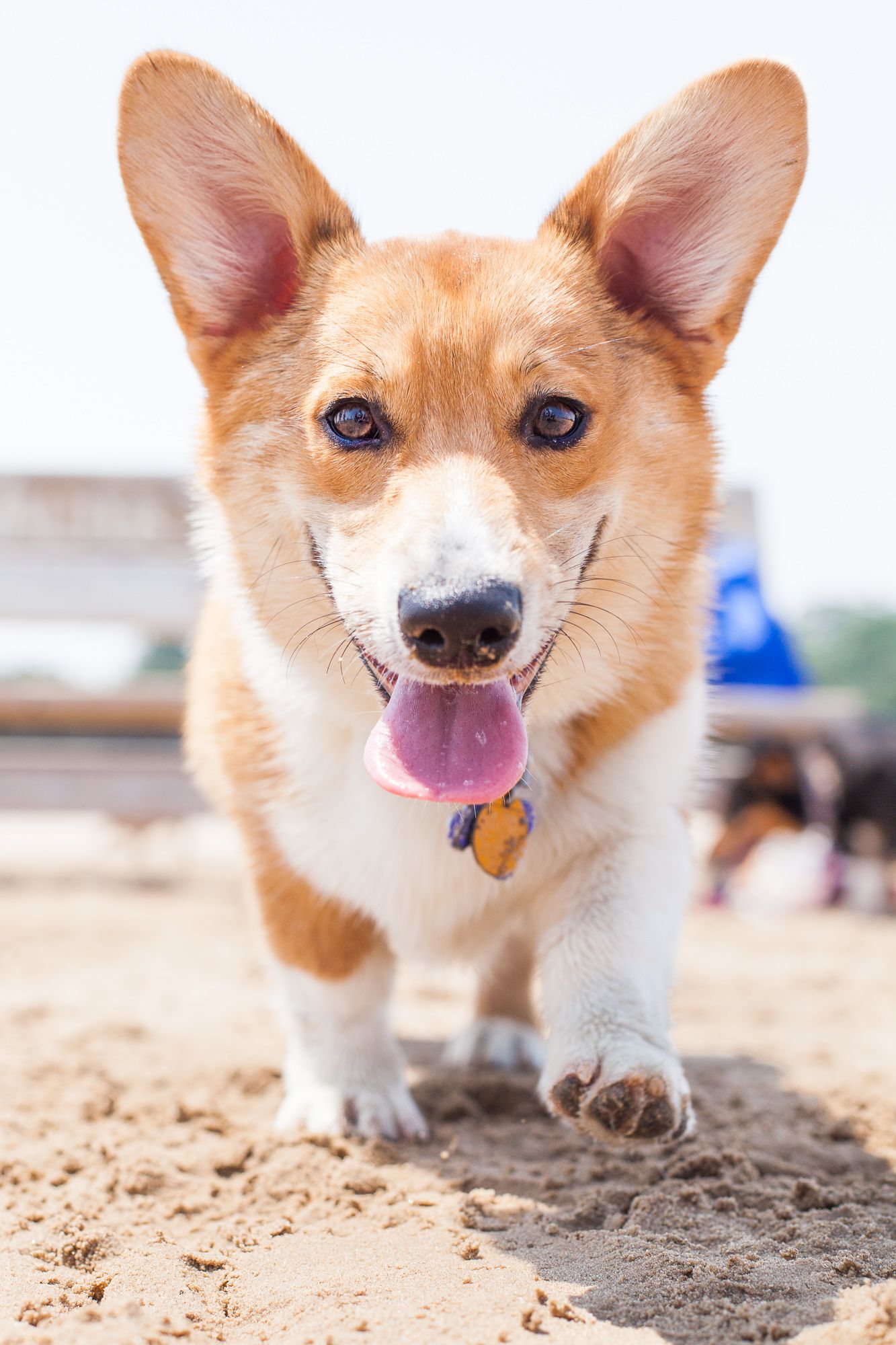 Adorable Pembroke Welsh Corgi puppy with big ears running on sandy beach with tongue out.