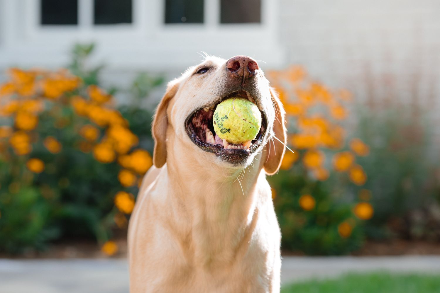 Golden Labrador catching a tennis ball in mouth in a garden with orange flowers.